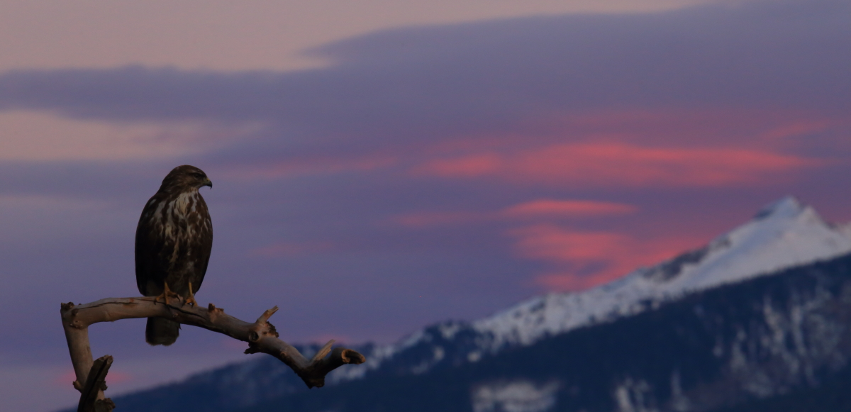 Rosso di sera...Poiana si spera :)