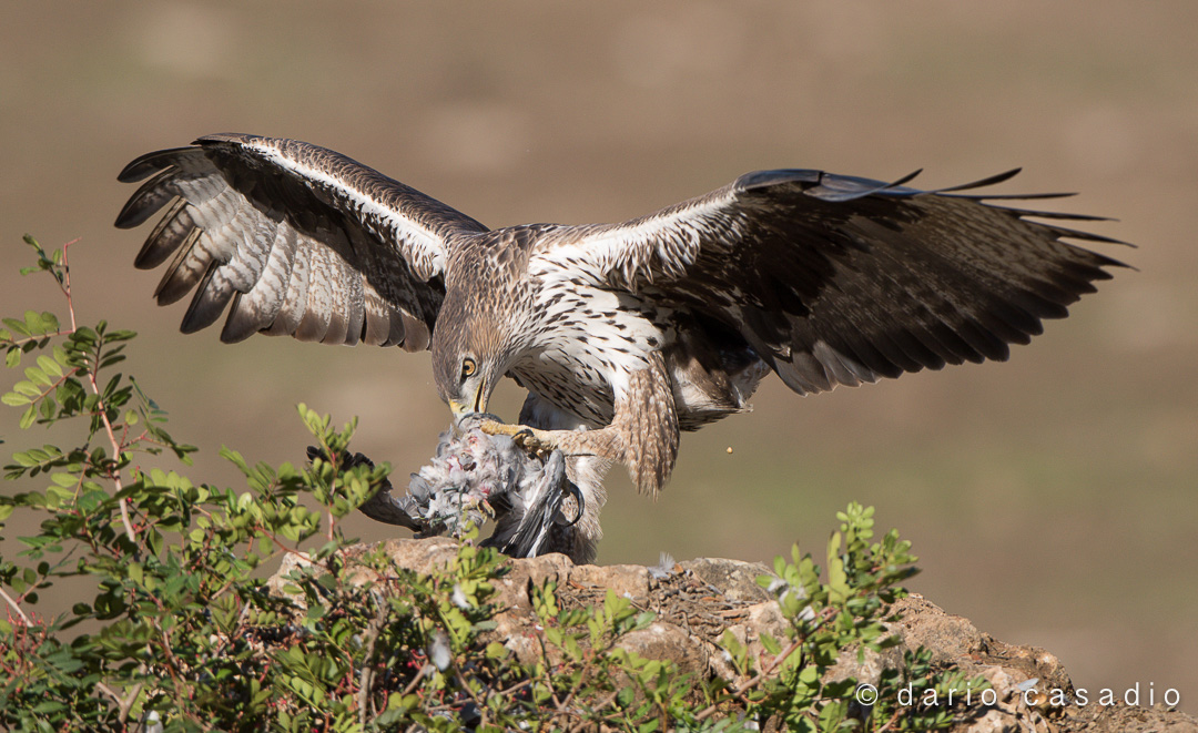 Eagle of Bonelli Spain Adamuz