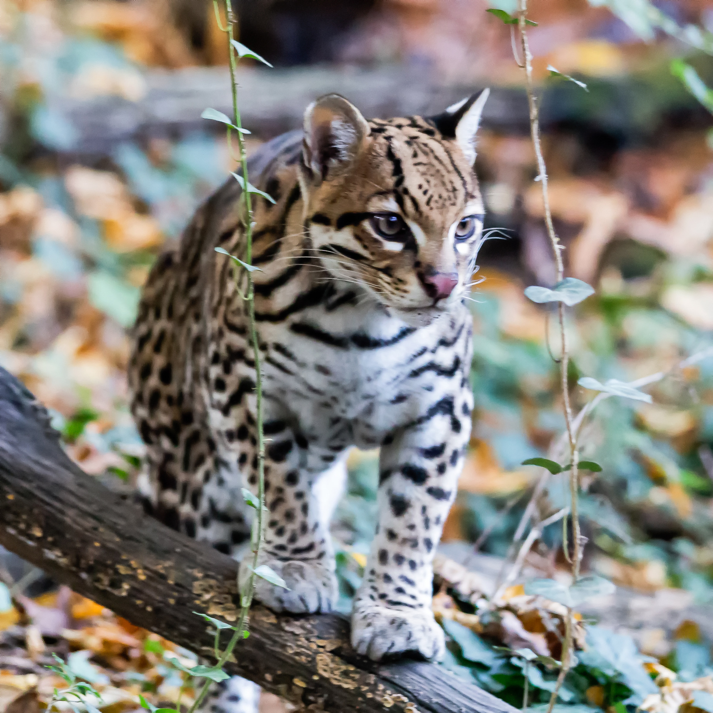 Ocelot