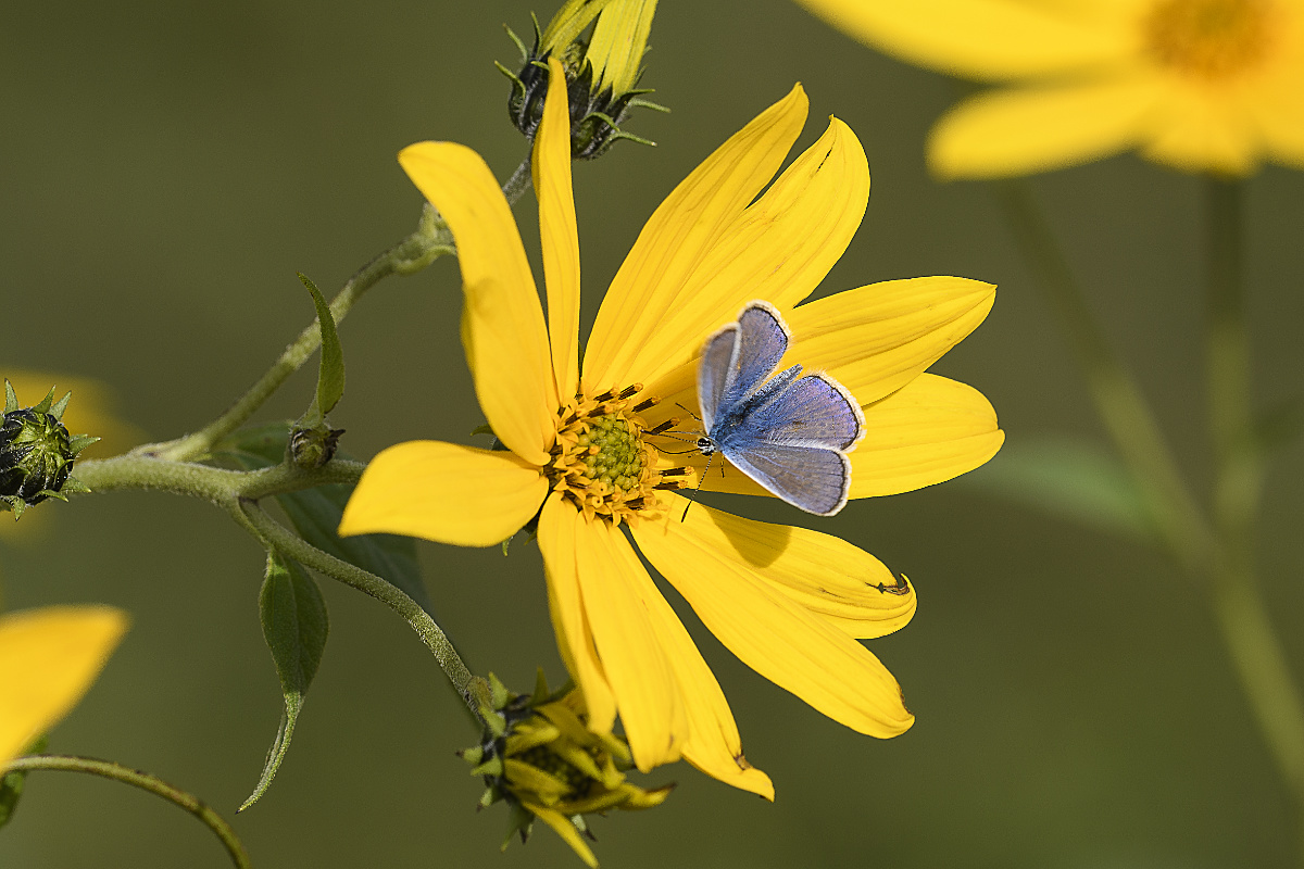 Plebejus argus