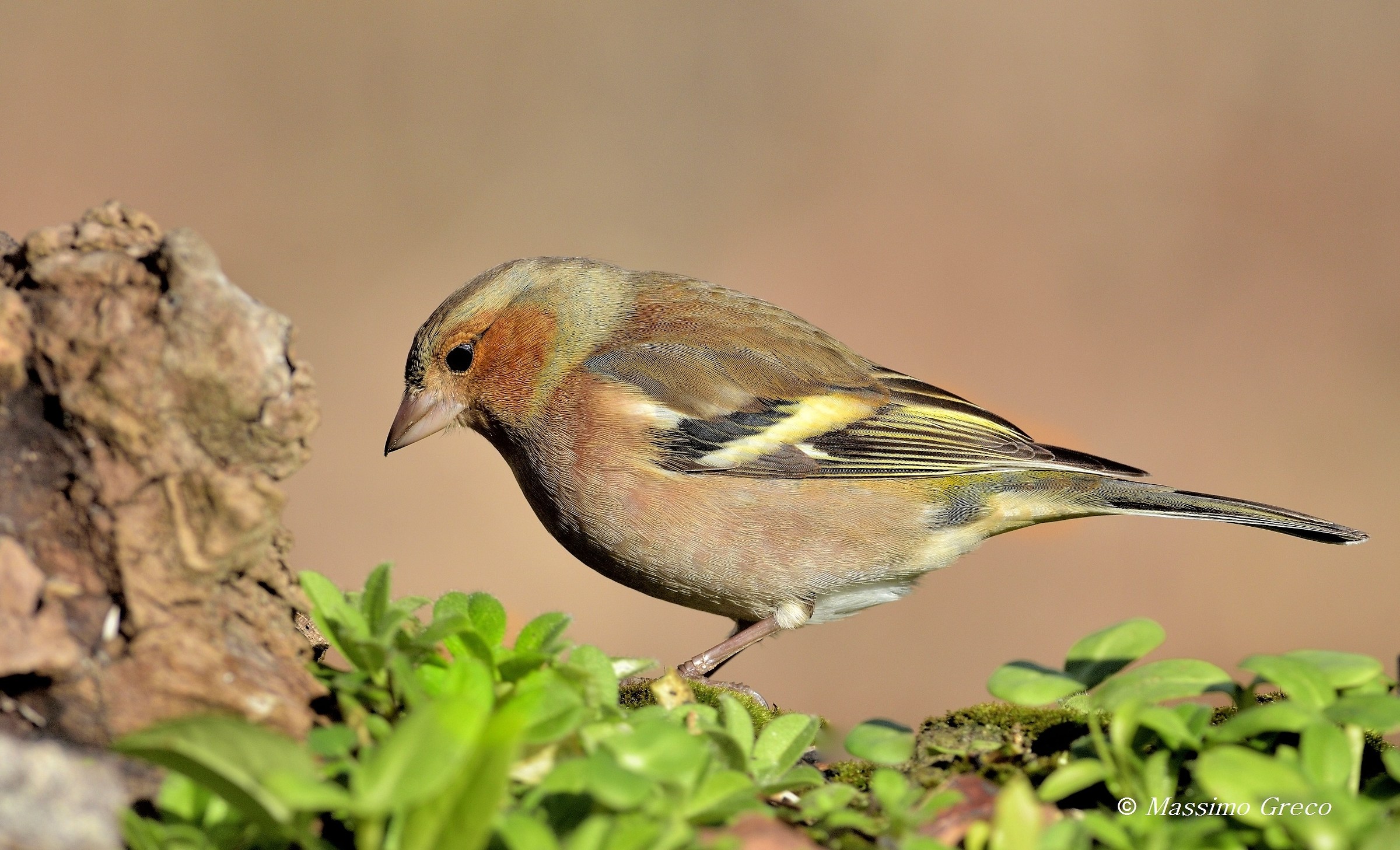 Chaffinch (Fringilla coelebs)