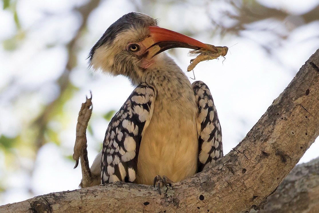 si, sono io quello che prende i grilli