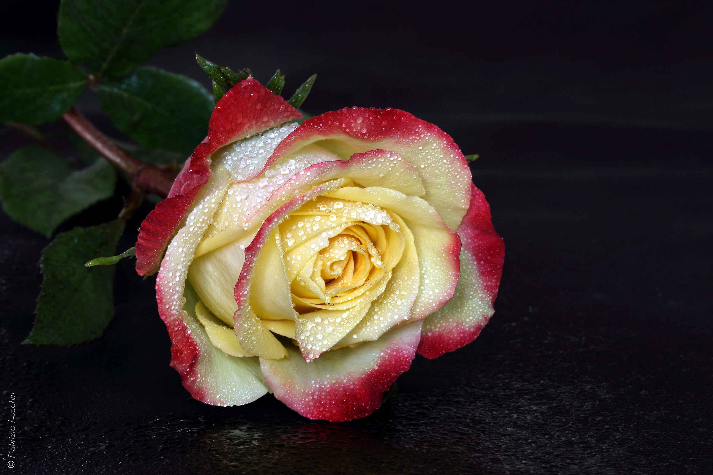 Rosa ibrida di Tea II