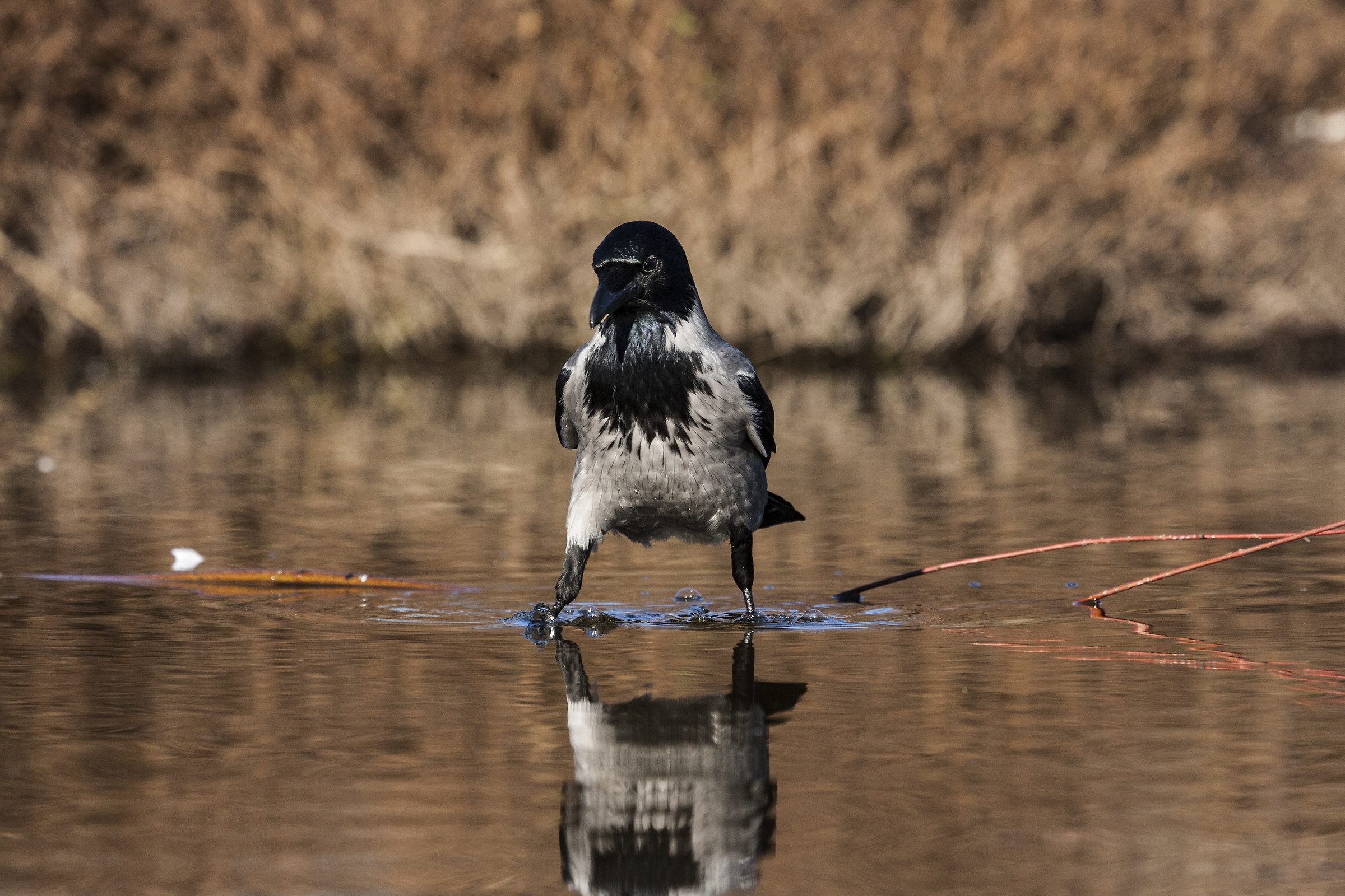 hooded crow