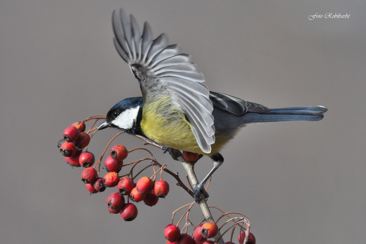 Great tit ... on the subject ....