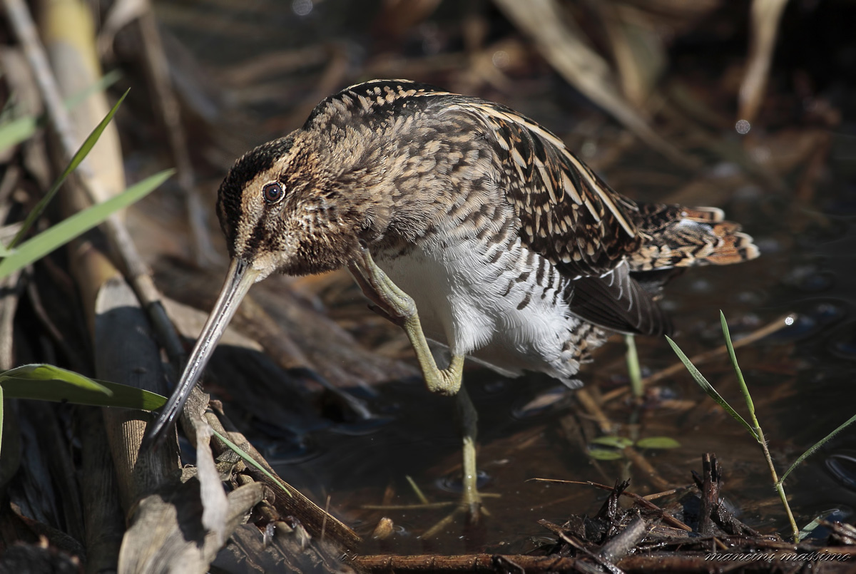 Beccaccino (Gallinago gallinago)