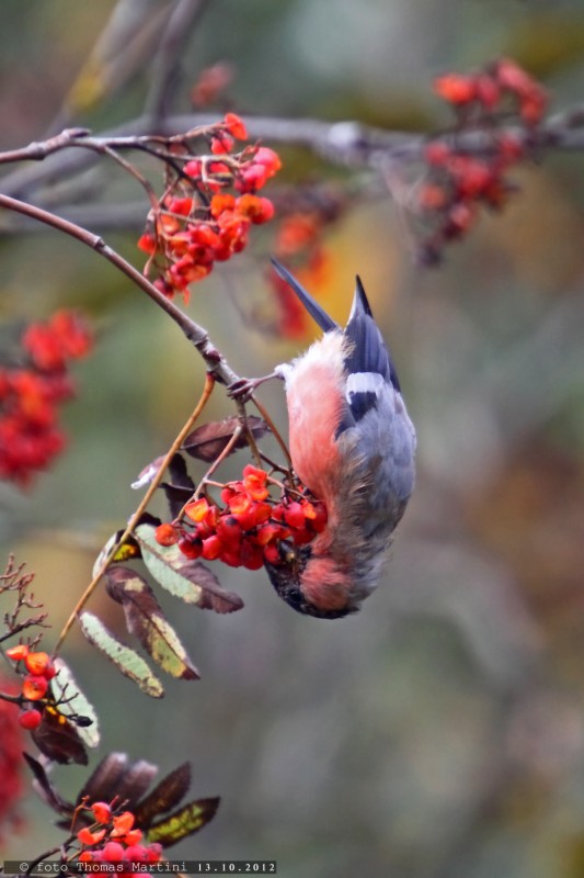Con queste divento ancor più rosso...