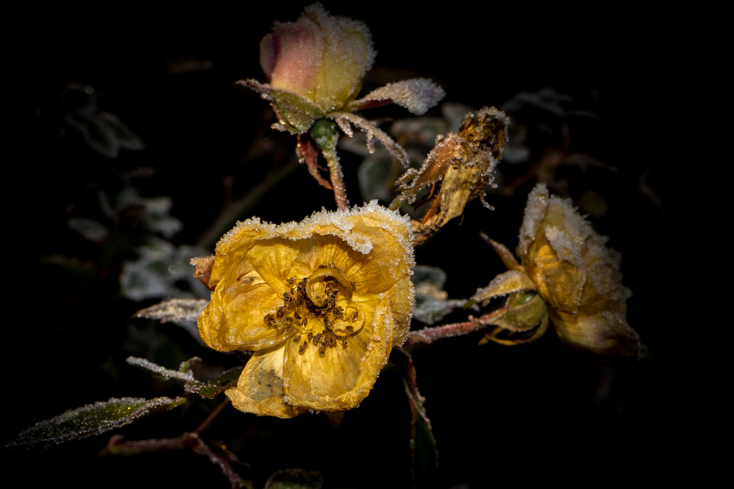 Fredda mattinata in giardino