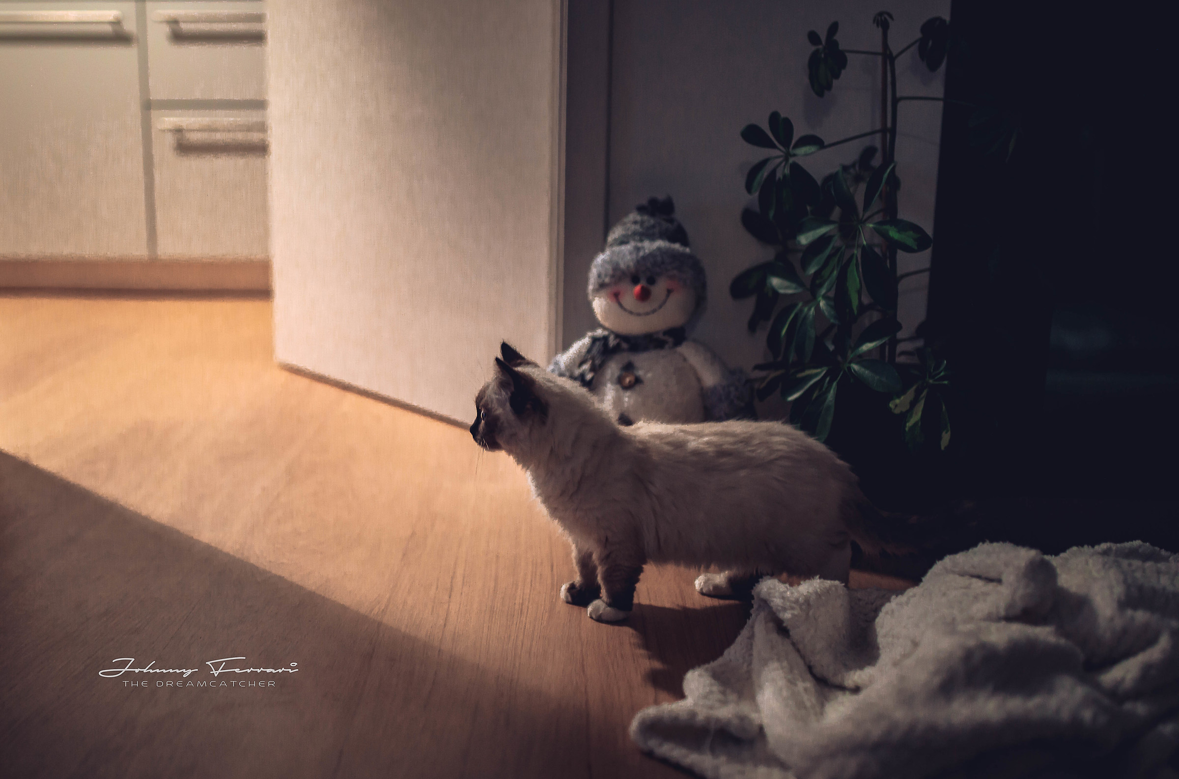 L'amore per i gatti...