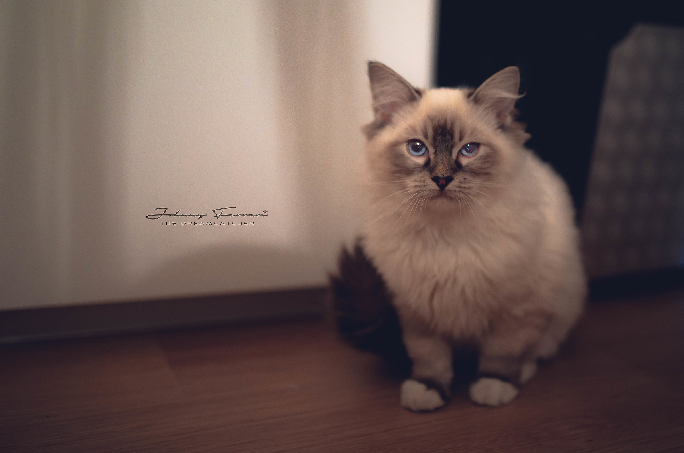 L'amore per i gatti...