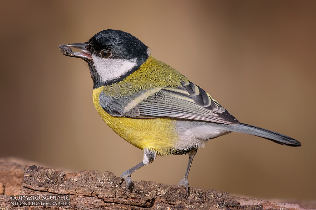 Parus major