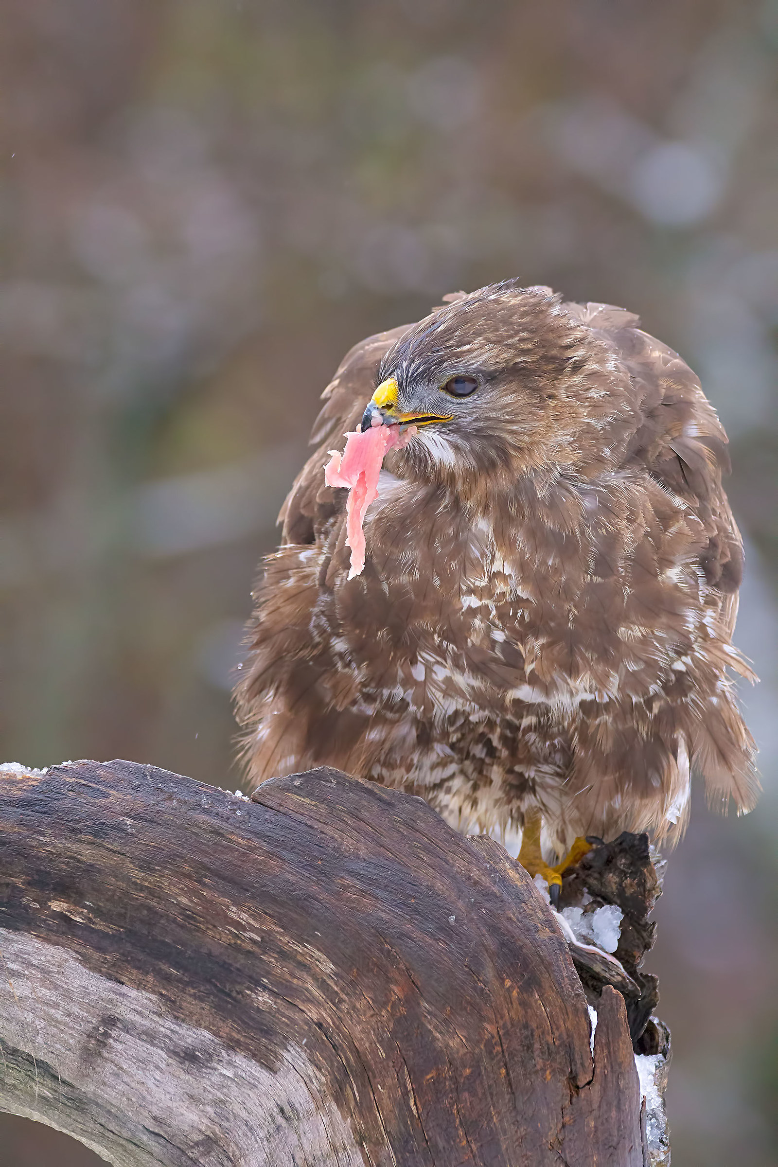 Buzzard