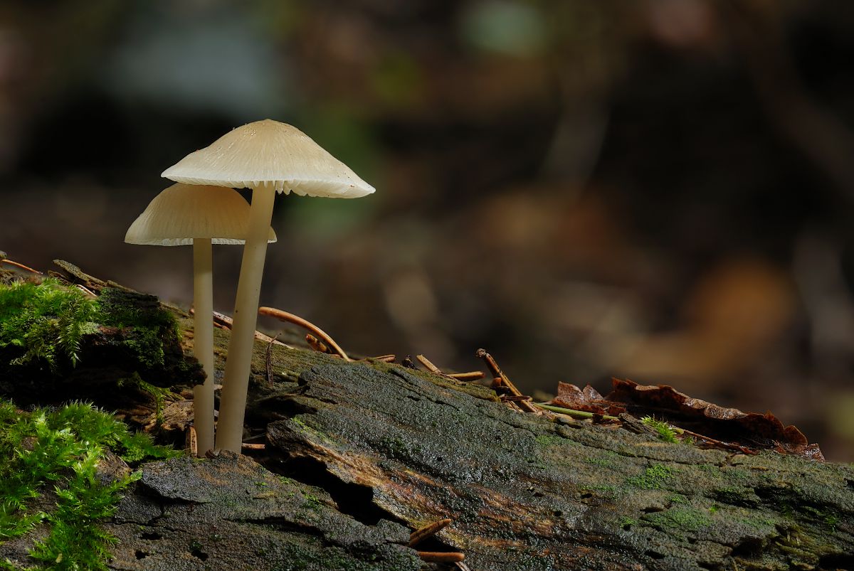 Mycena sp.