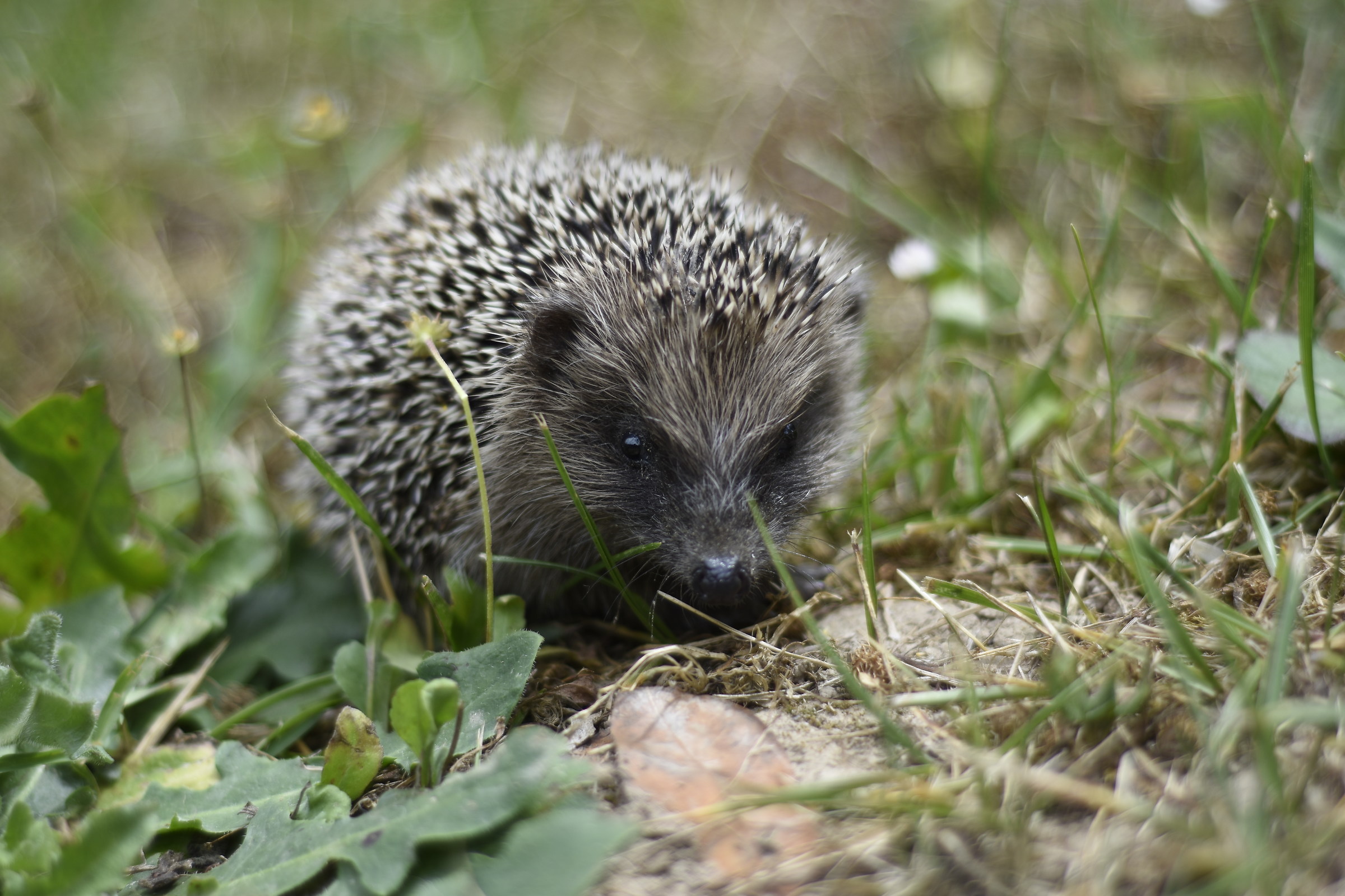 Curly hedgehog