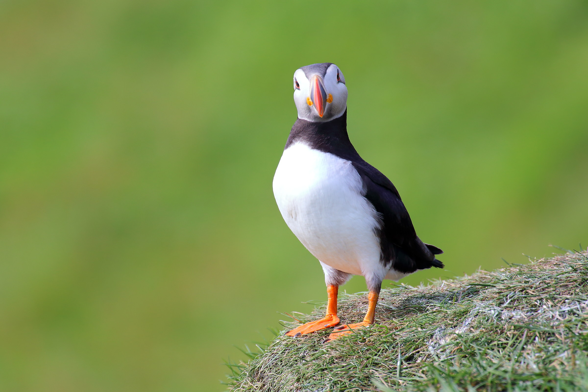 Puffin