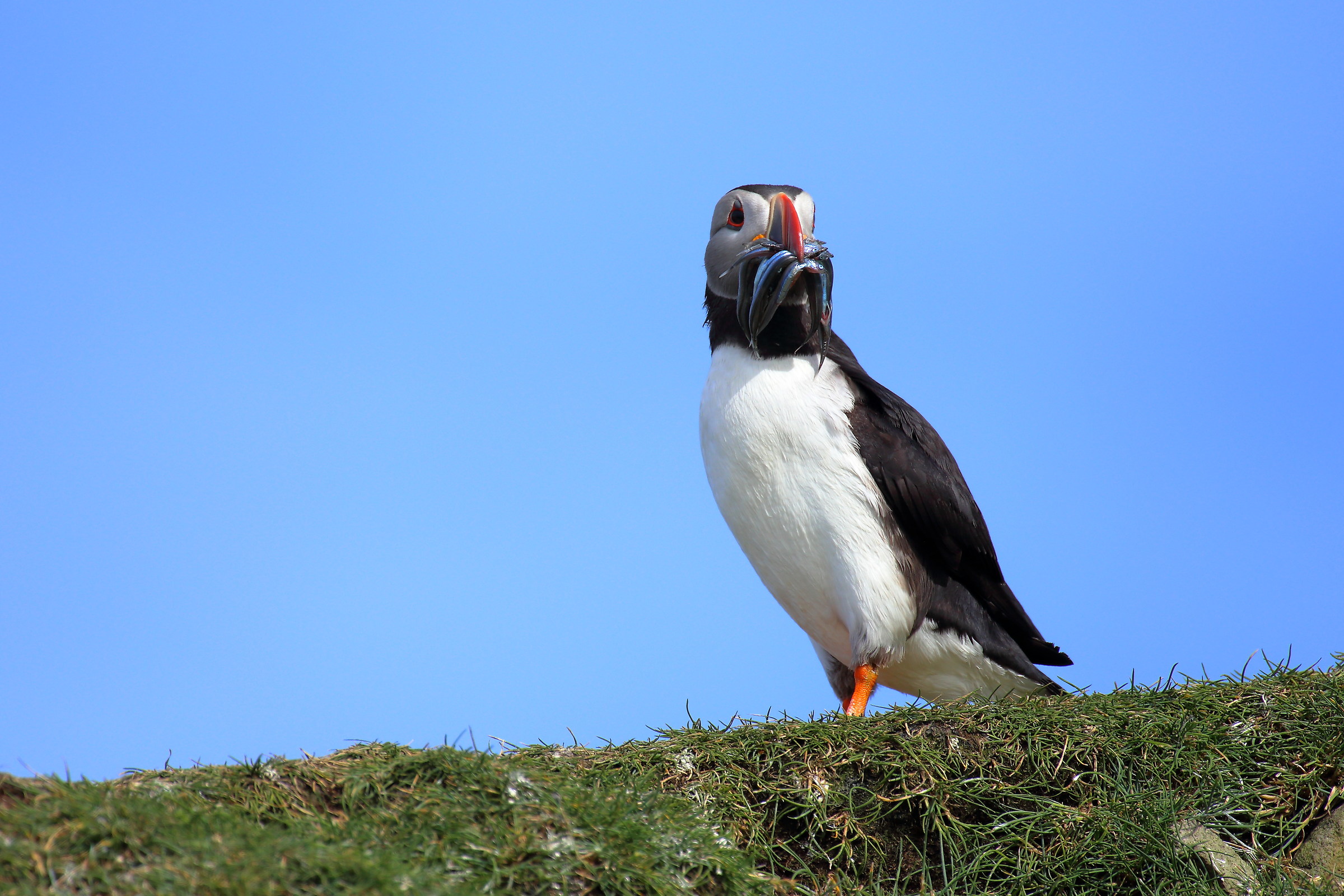Puffin