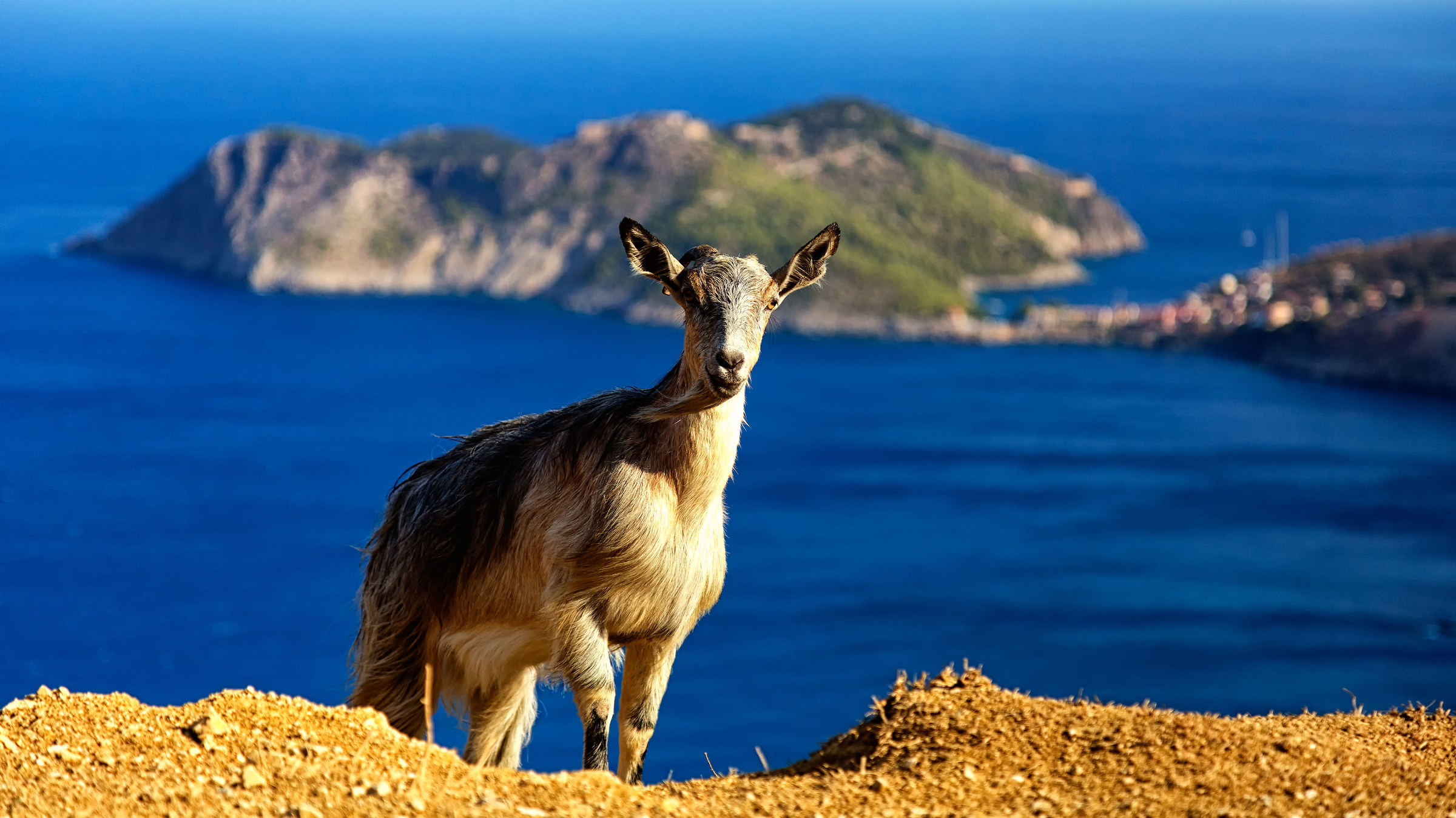 Vanitose baby on the island of Kefalonia