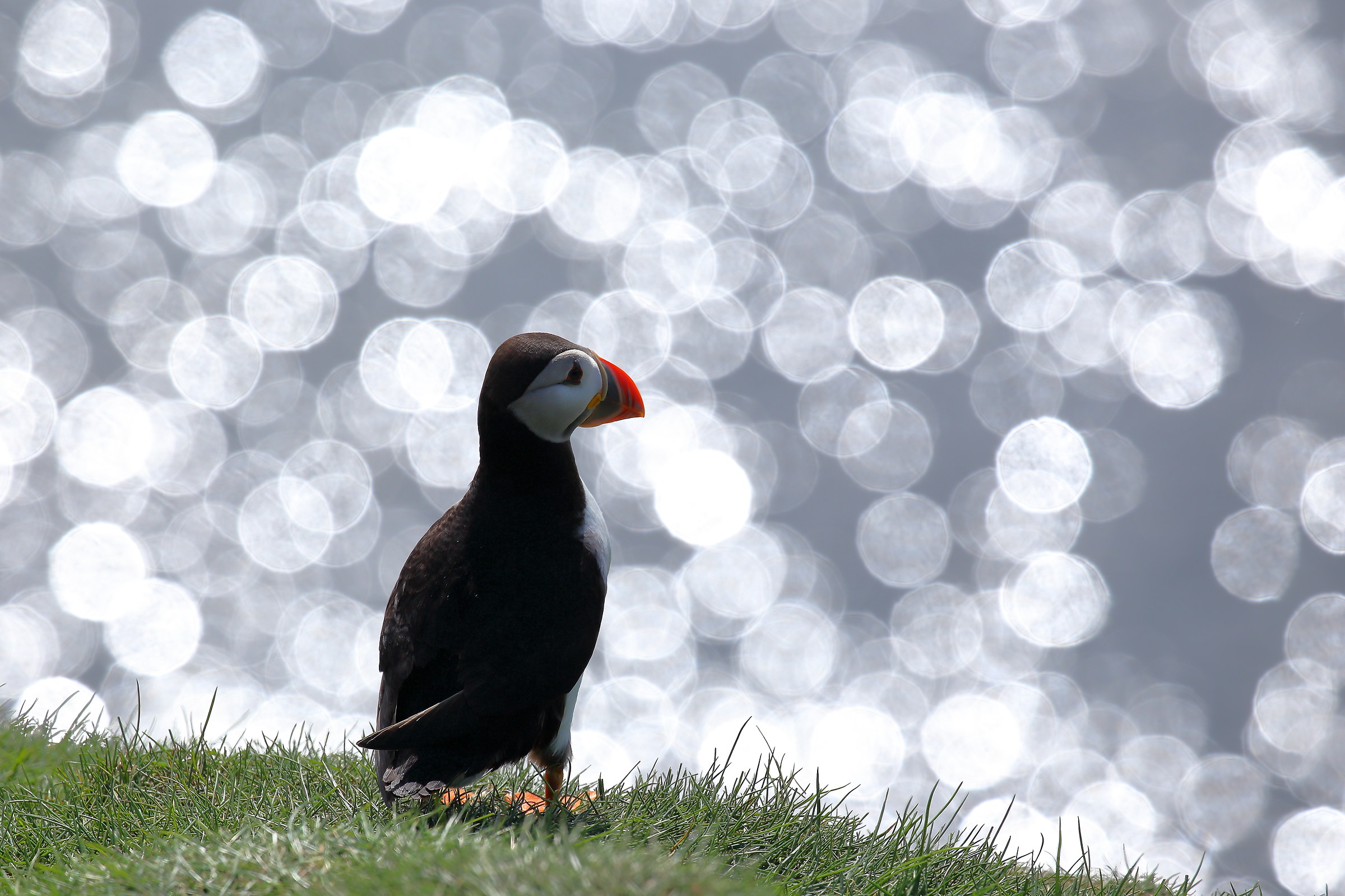 Guardando un mare di stelle