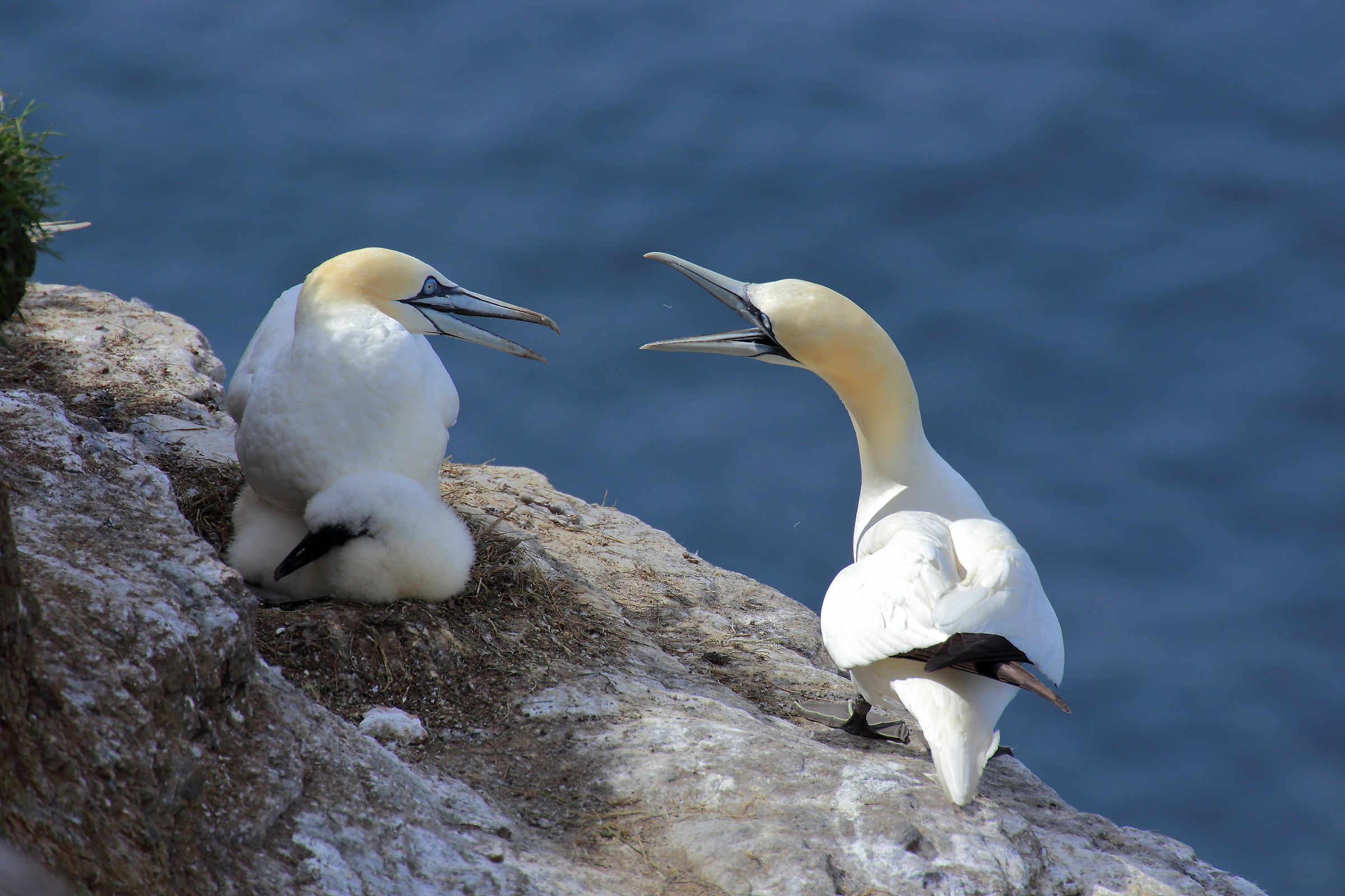 Quarrel in the family