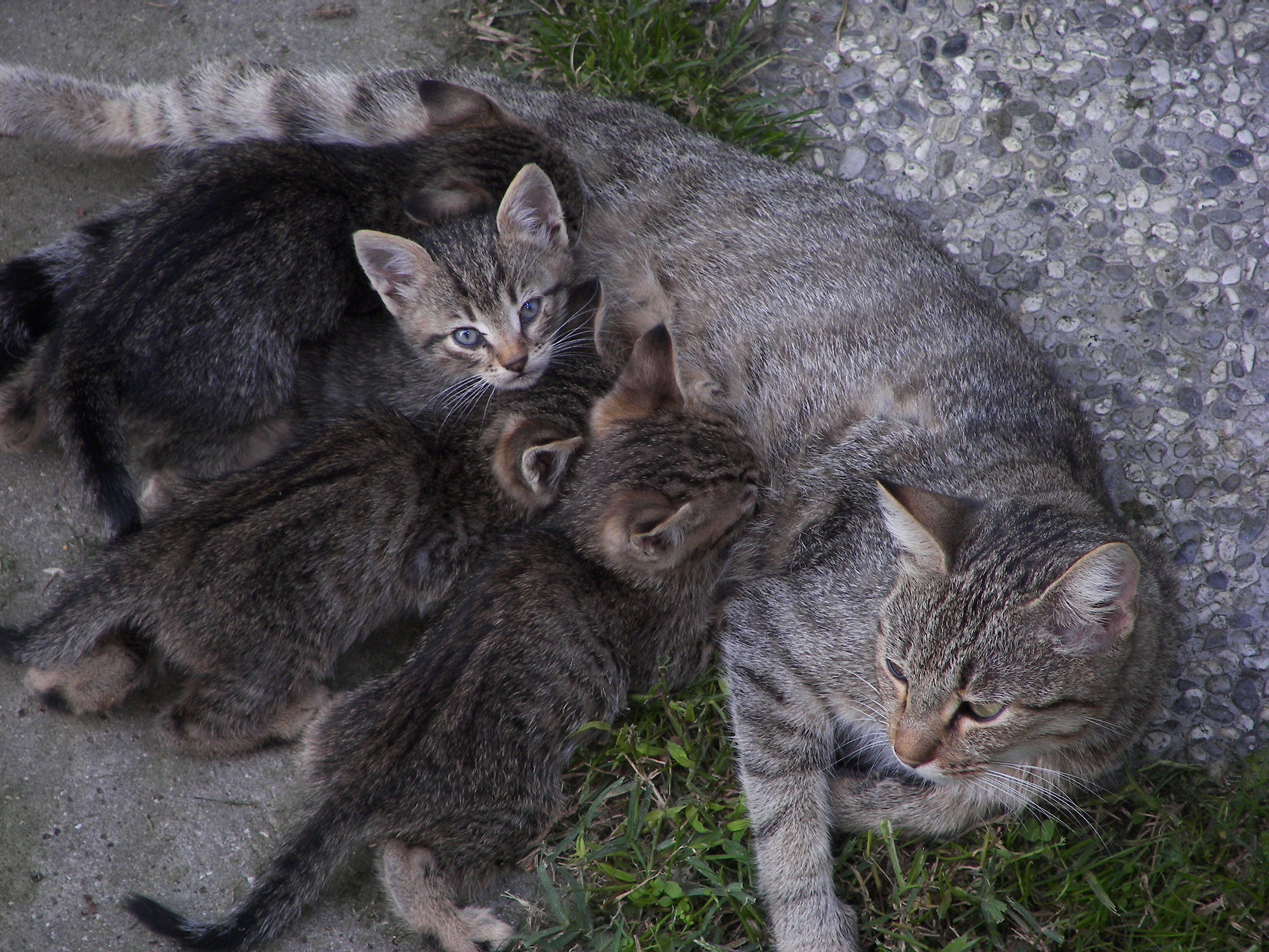 There was a lot of cats around my house ......