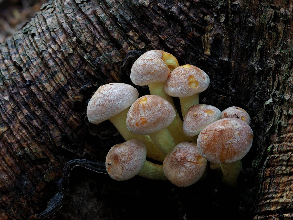 Hypholoma fasciculare