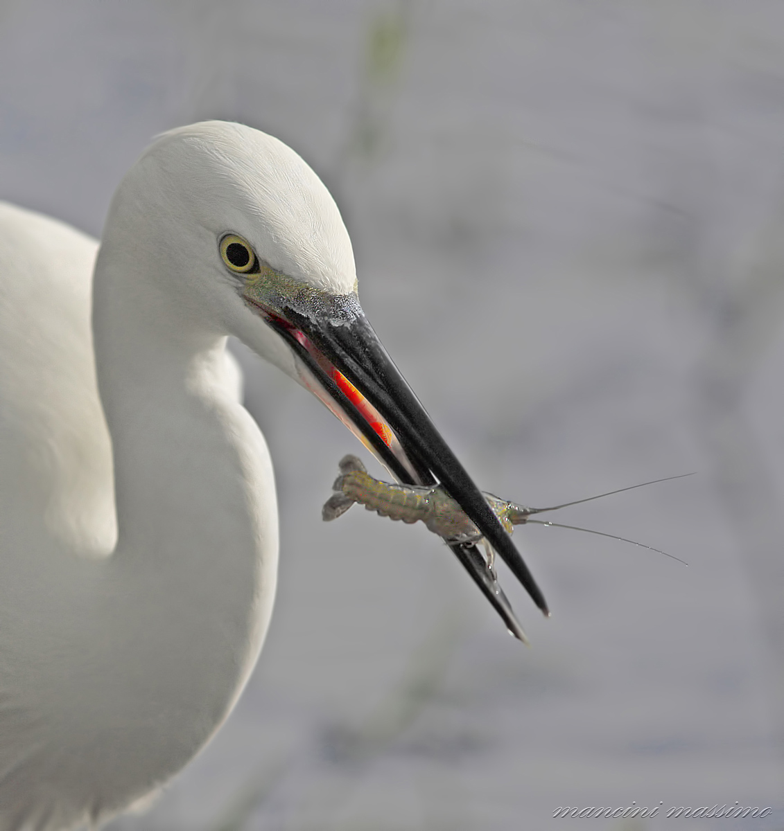 the prey of egret