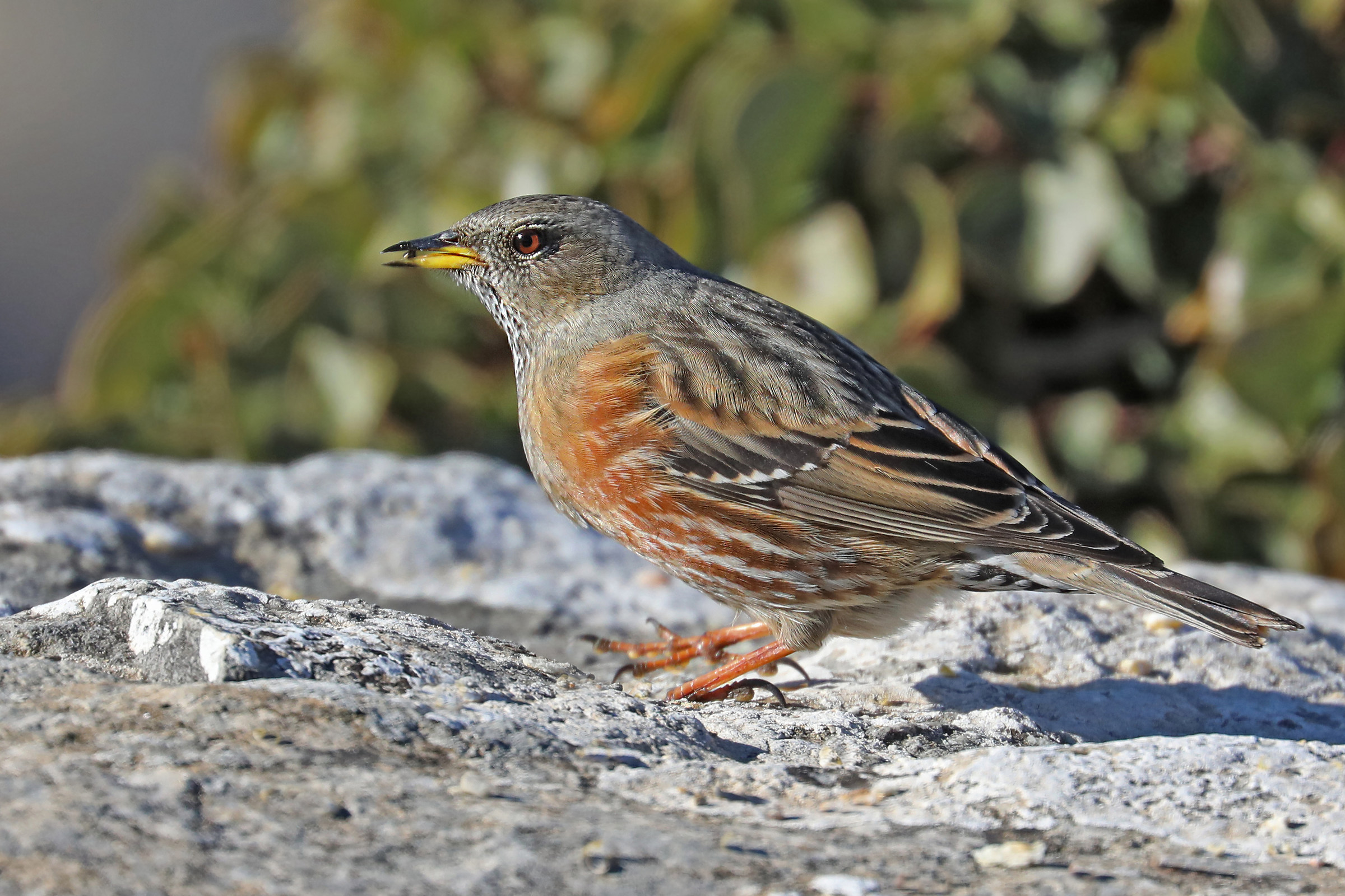 Accentor