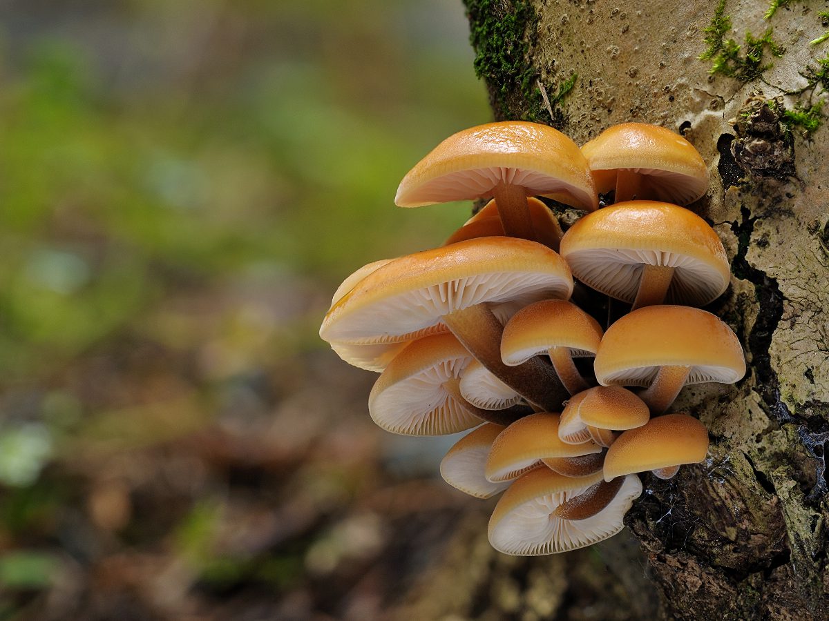 Flammulina velutipes