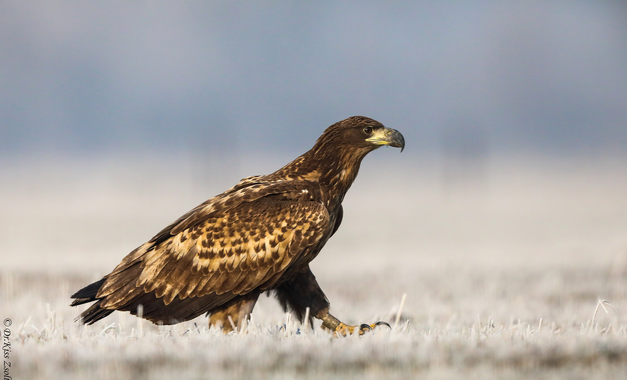 Camminando nel gelo bianco