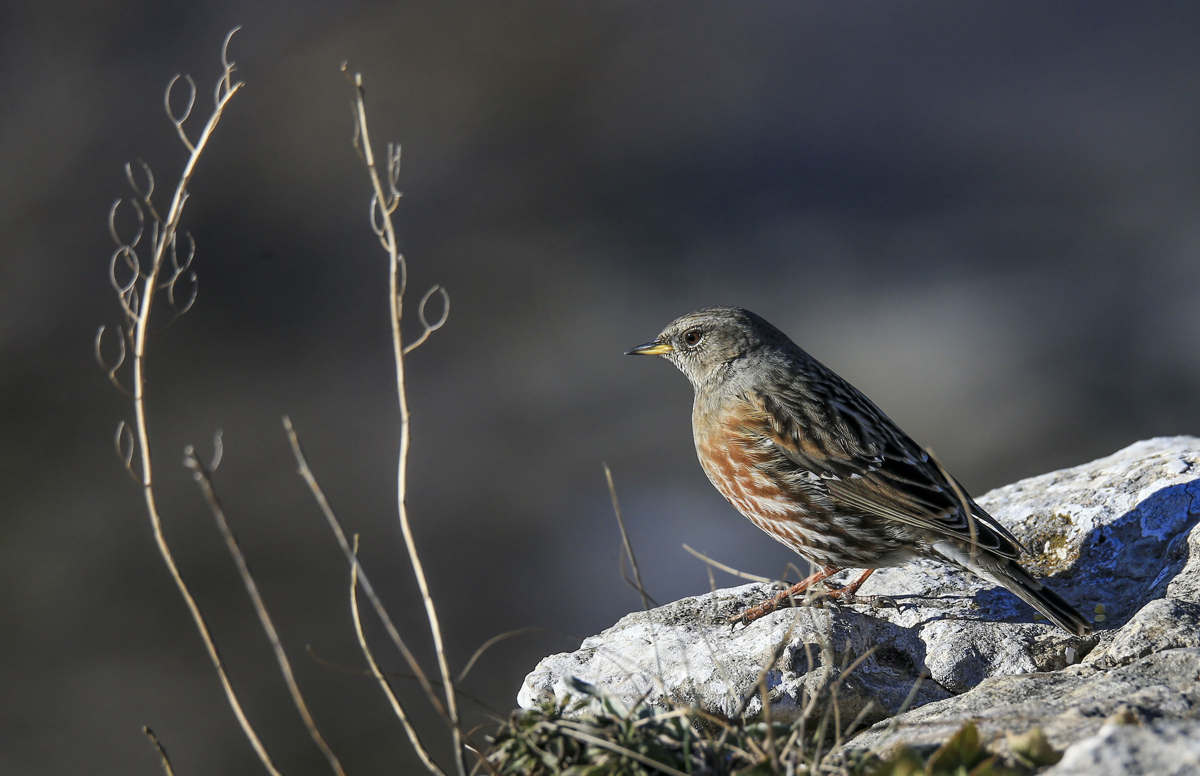 Accentor
