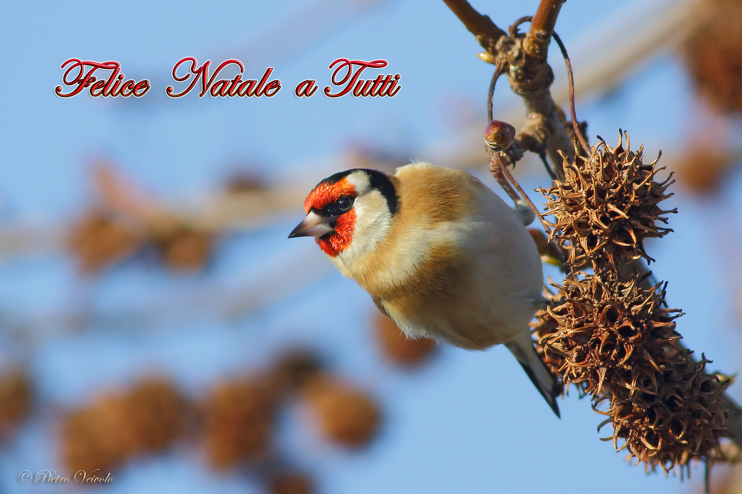 Happy Christmas to all