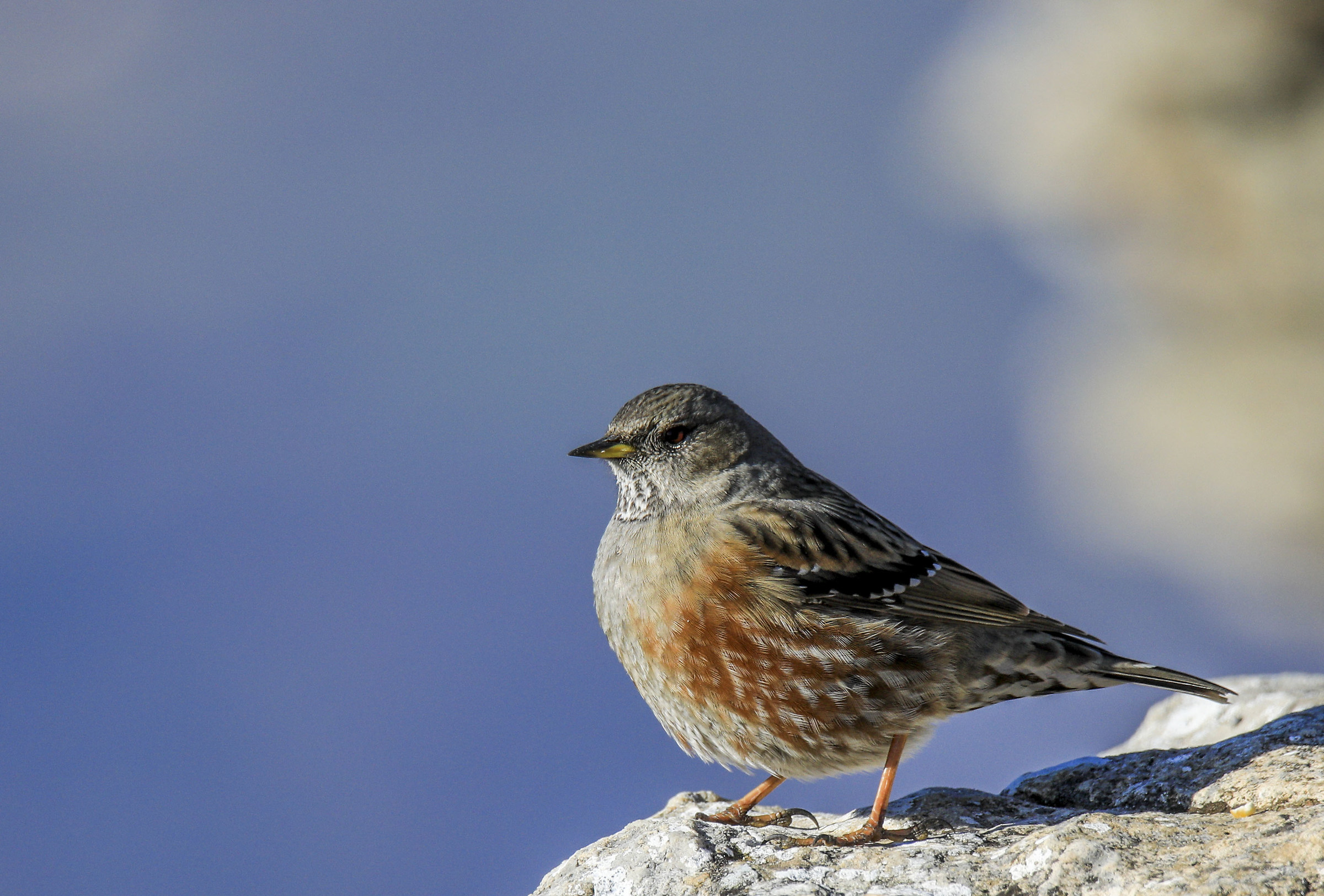 Accentor