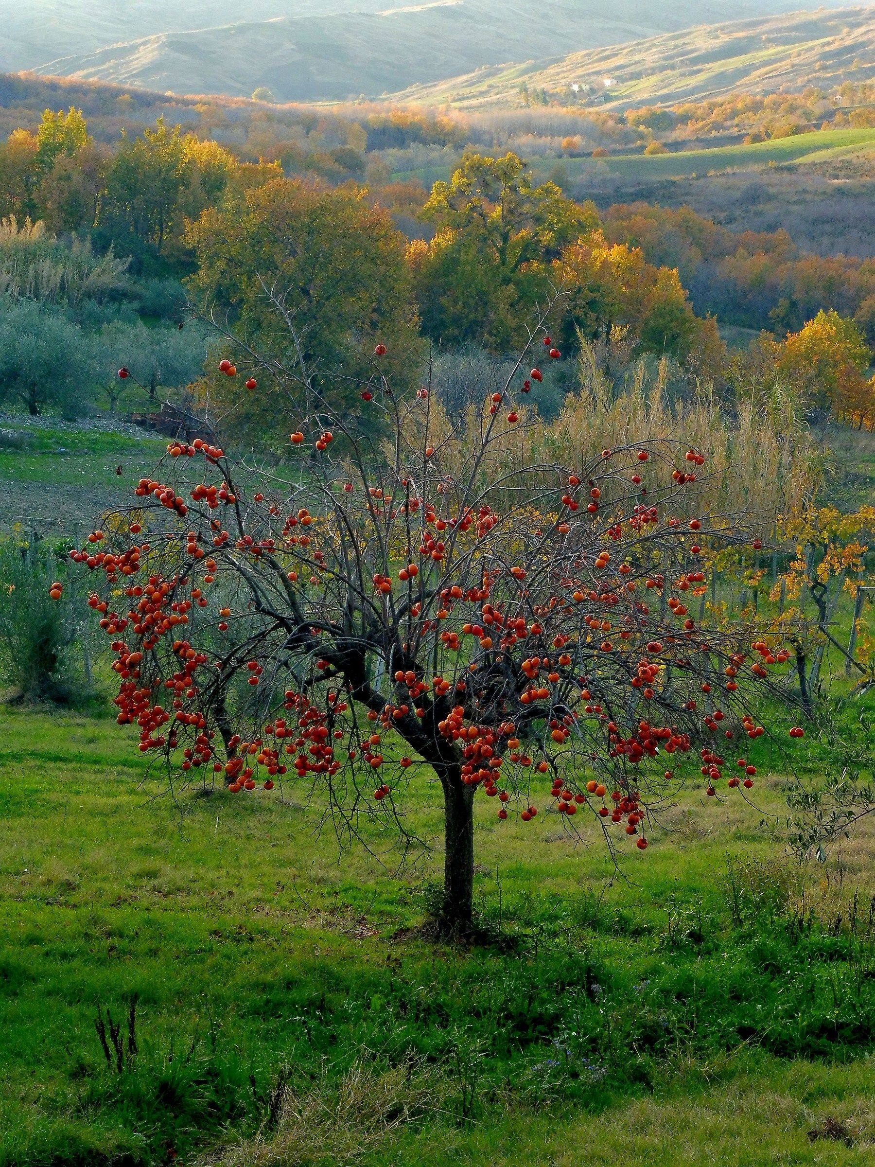Nella Valle del Kaki