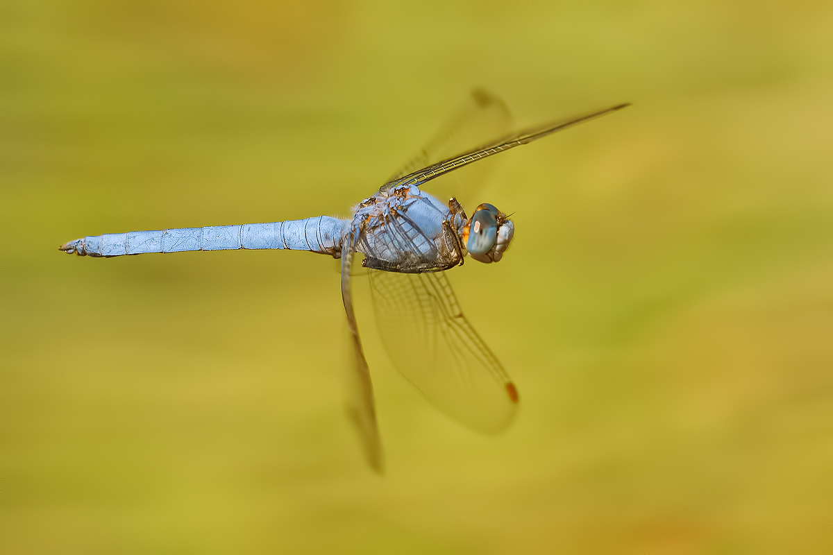 Orthetrum brunneum