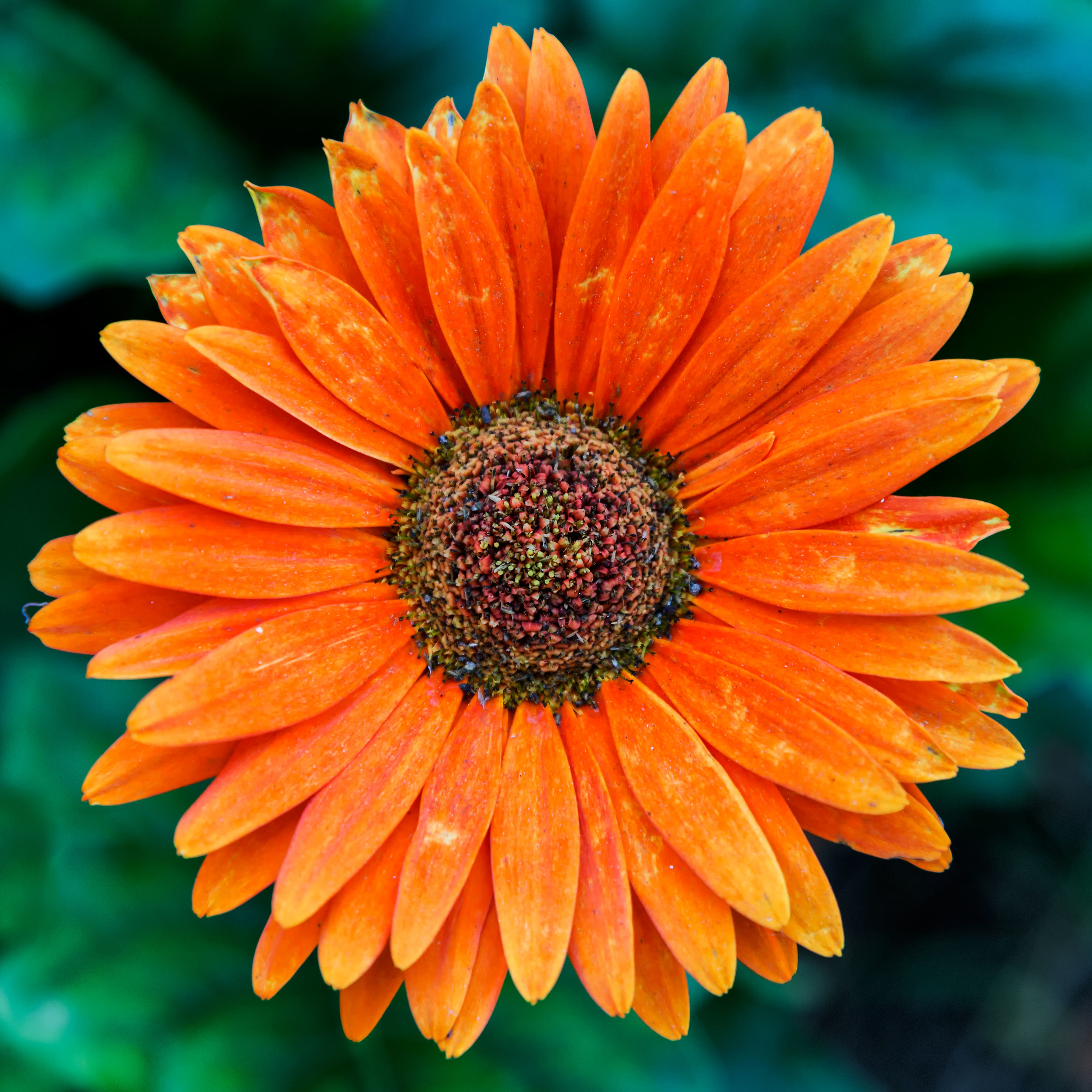 Calendula