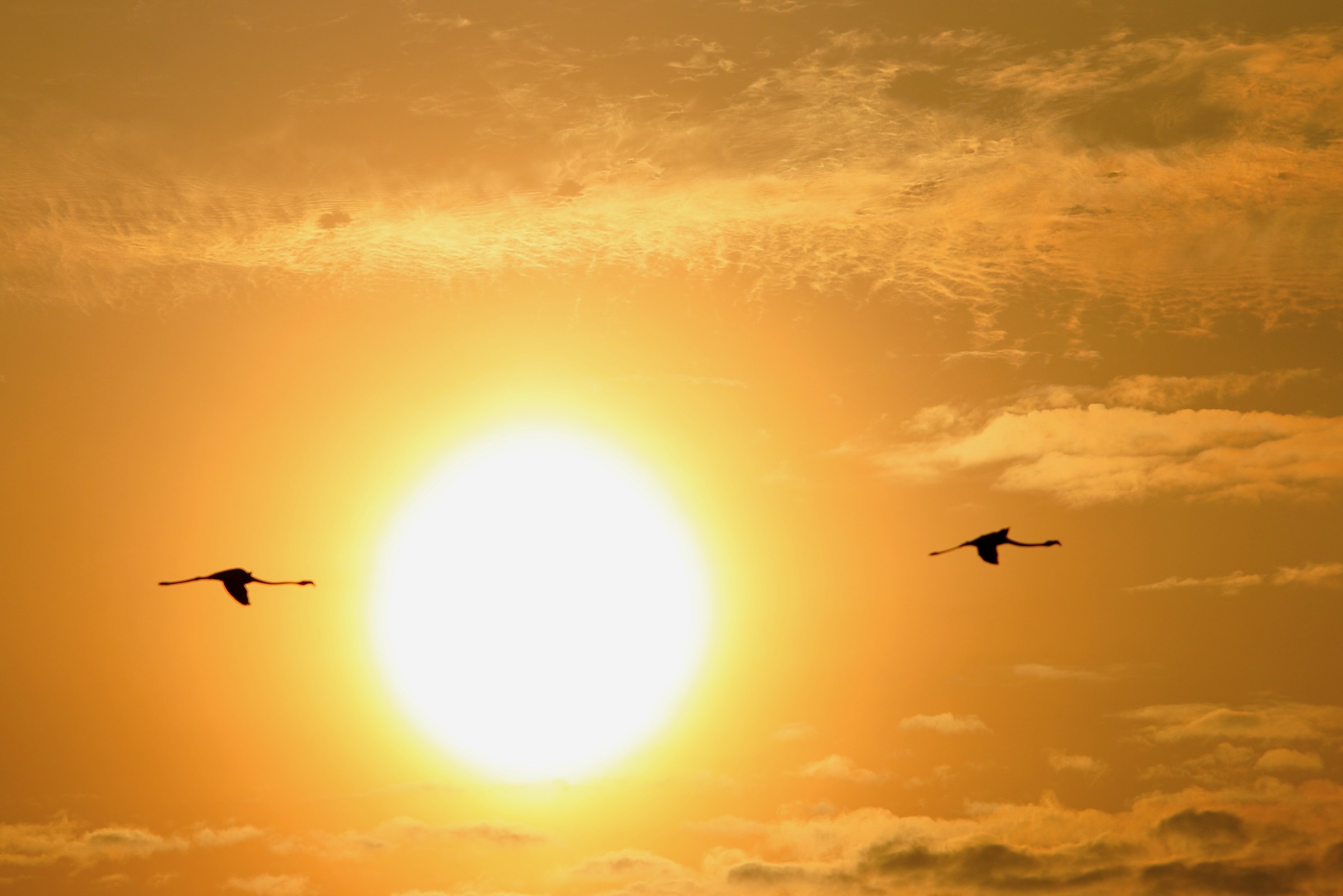 Fenicotteri in volo al tramonto (Camargue)