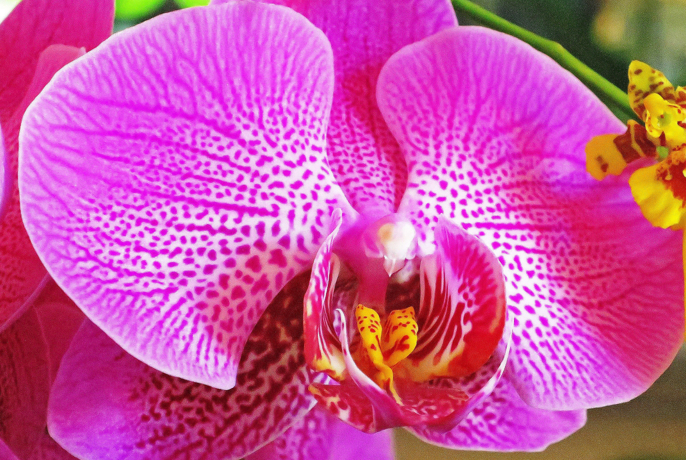 Orchidea 1