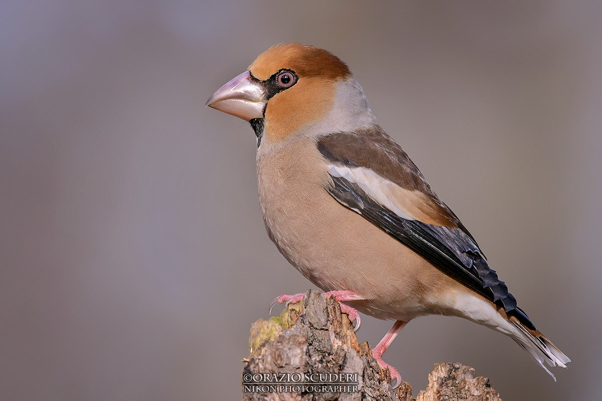 Coccothraustes coccothraustes