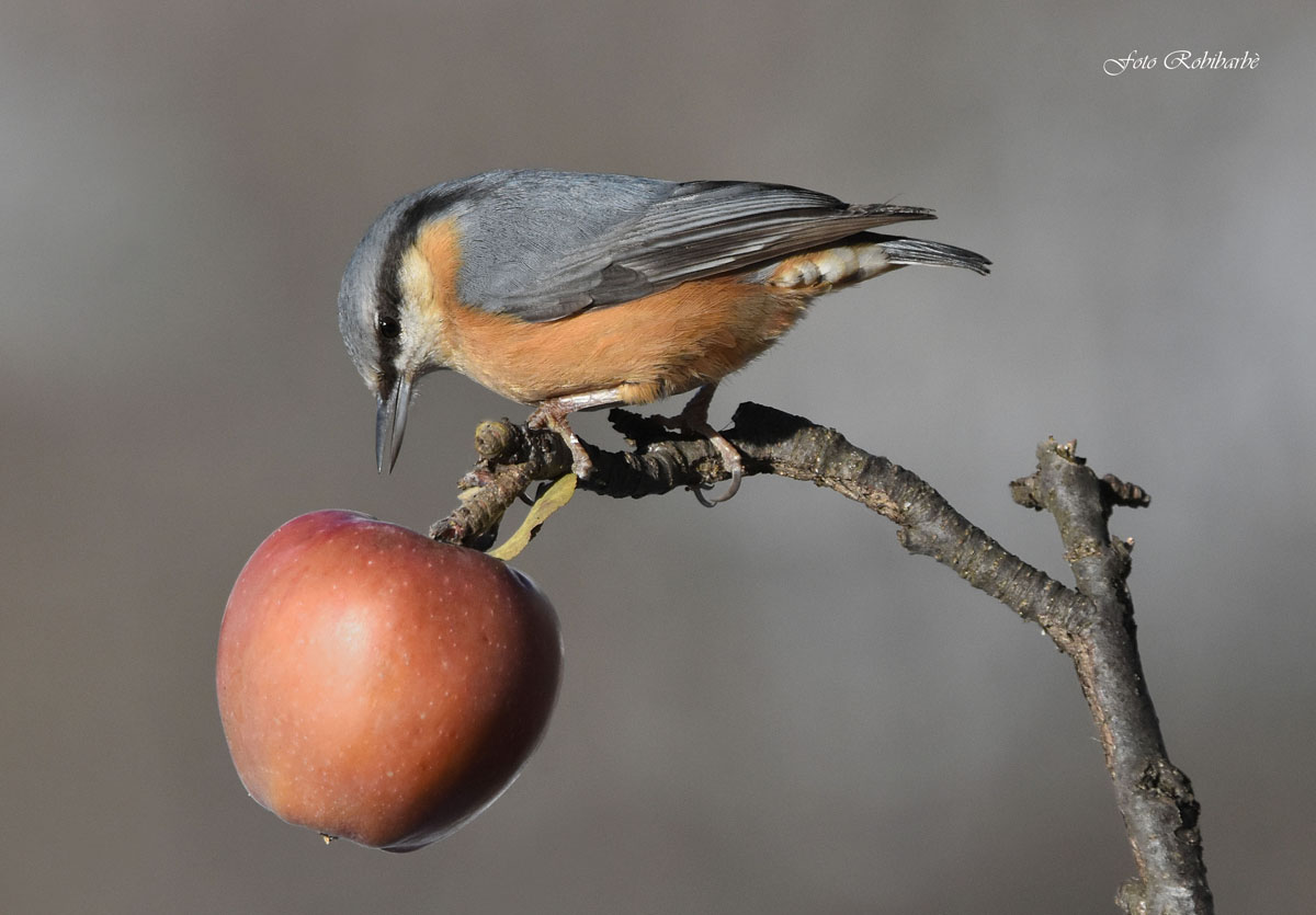 The Mason on the apple tree ...