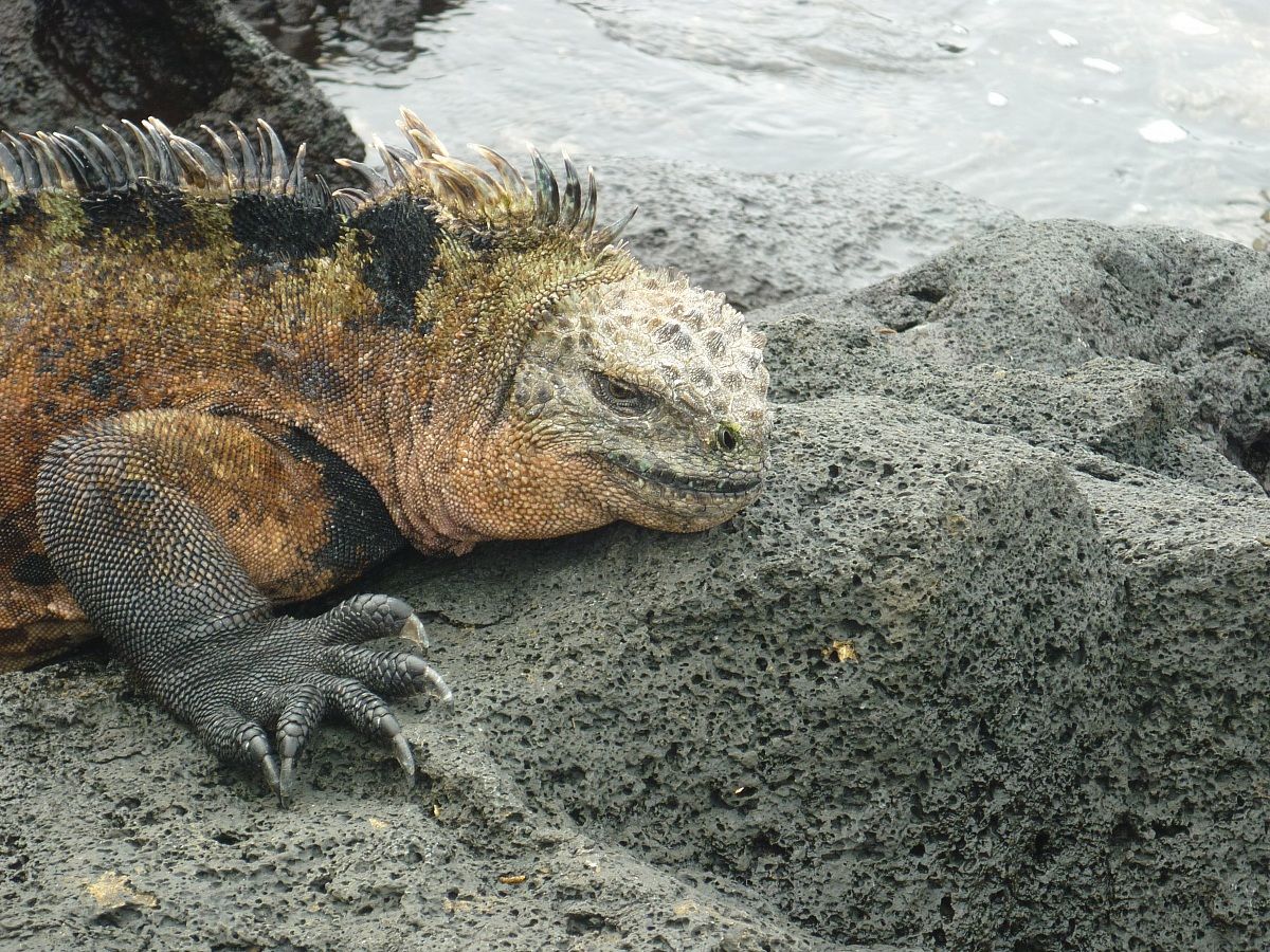 Ritratto di iguana delle Galapagos