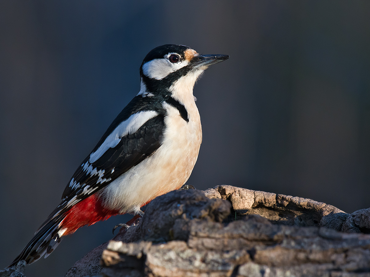 Great spotted woodpecker