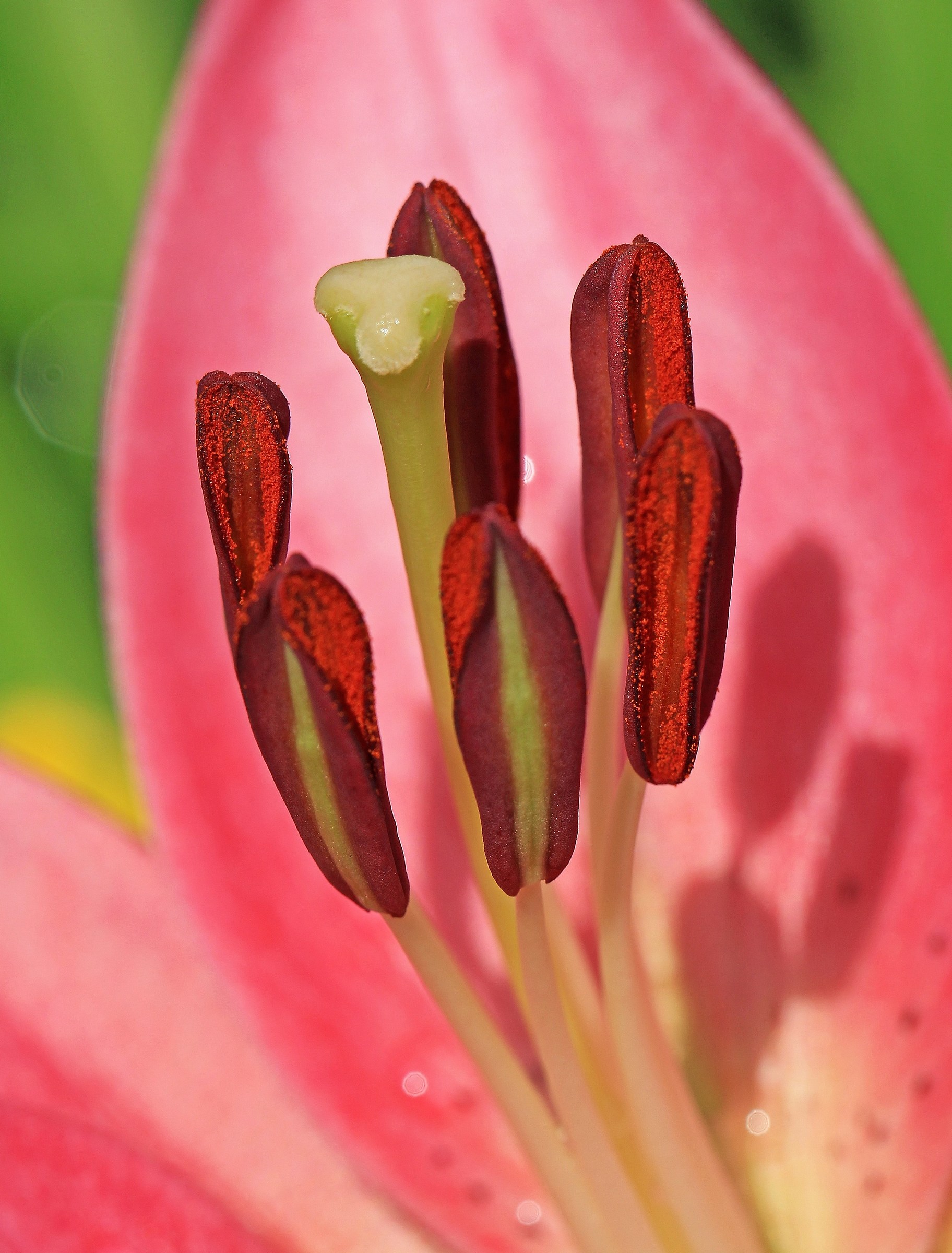 Lilium 2