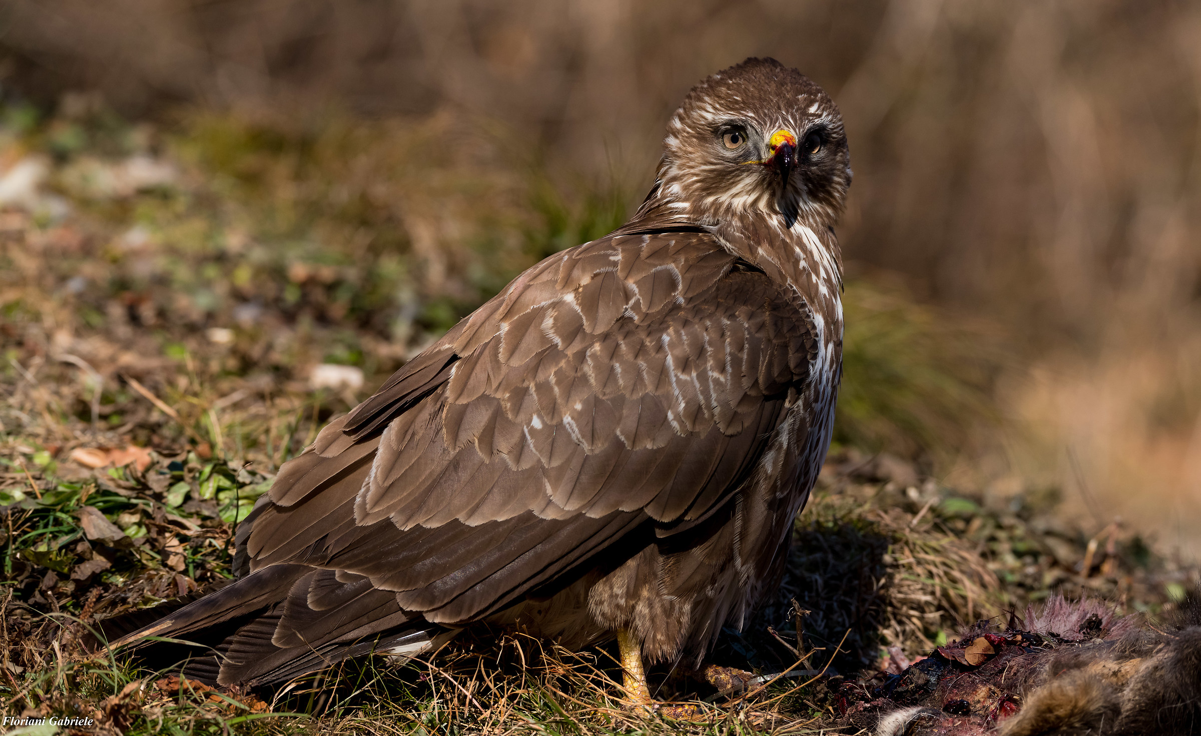 Buzzard