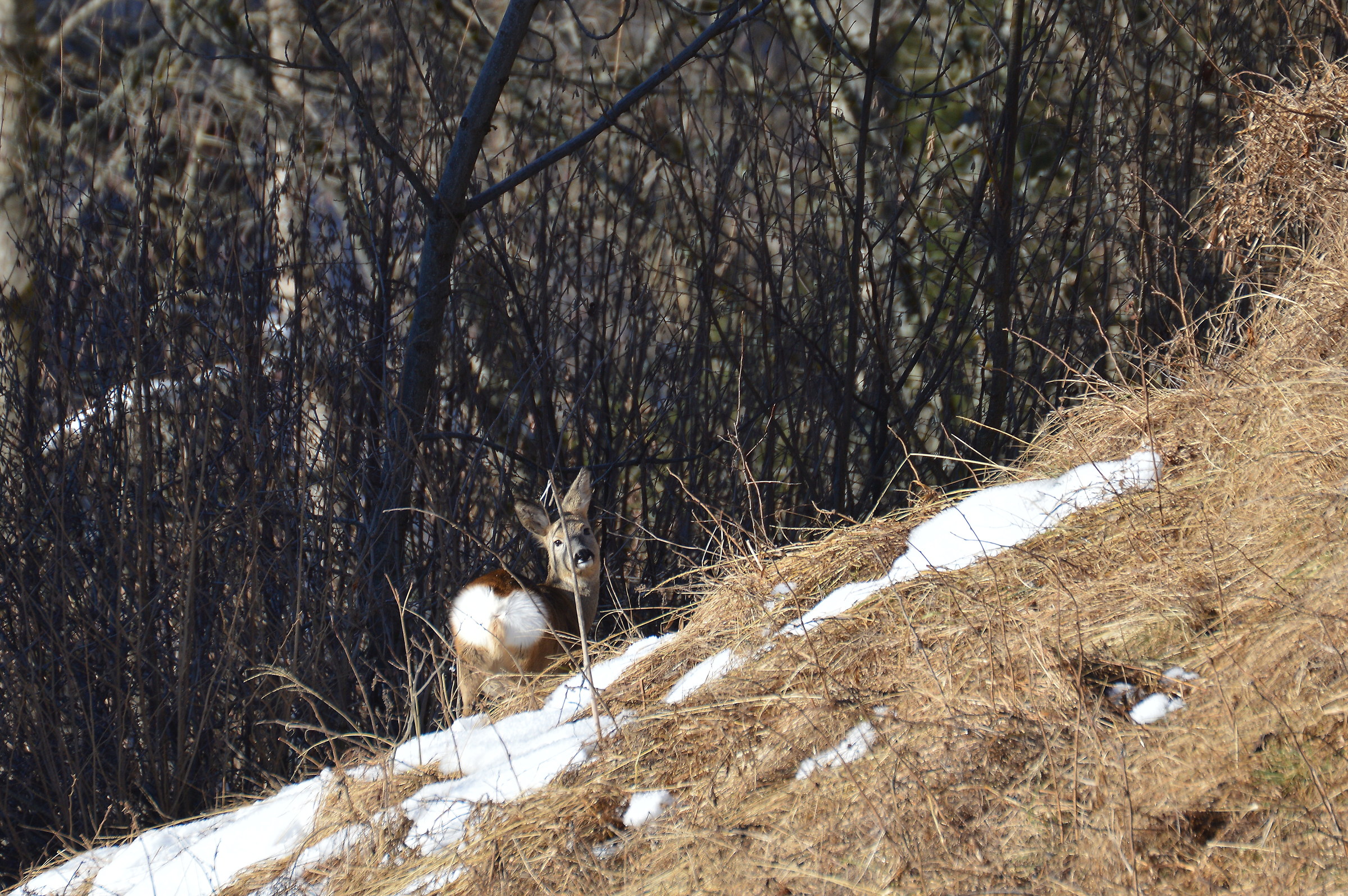 femmina di capriolo 22-12-2017