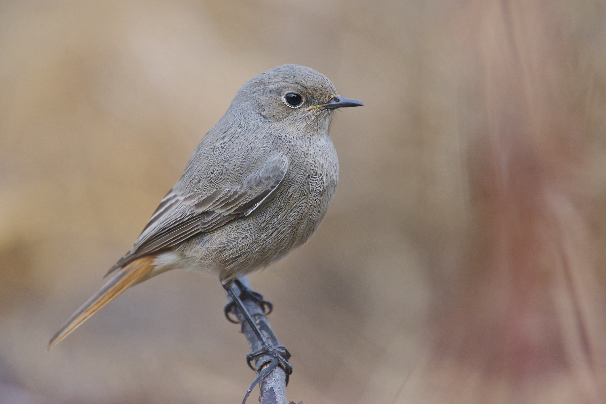 Redstart chimney sweep