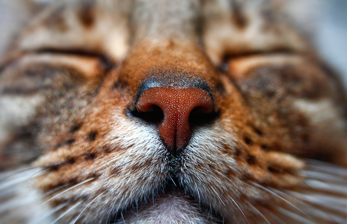 Macro con grandangolo