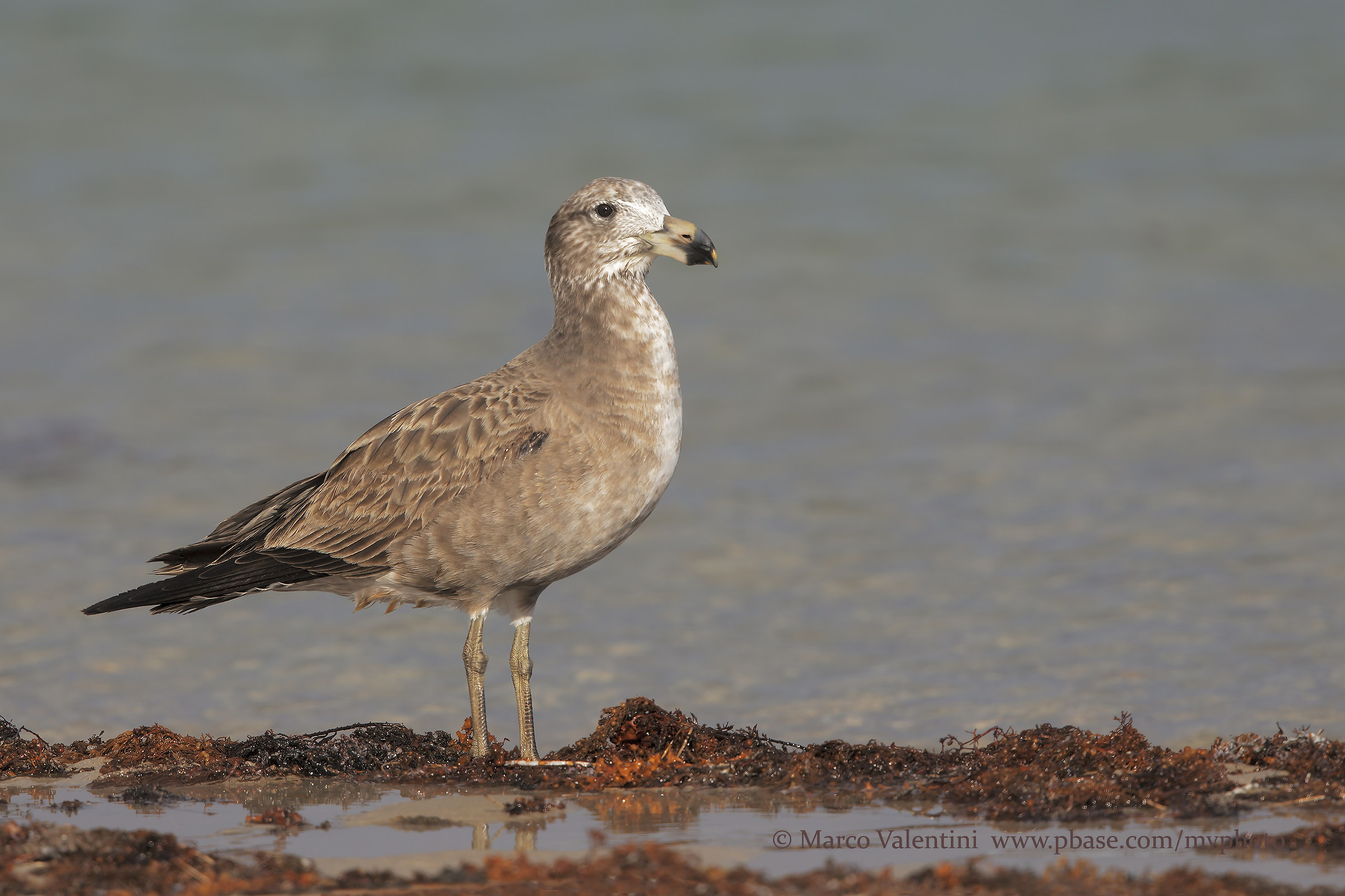 Seagull of the Pacific