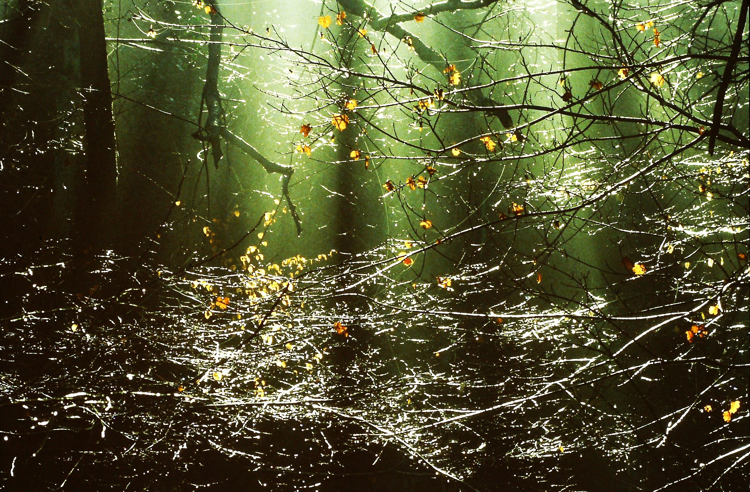 1582 - the lights of the forest