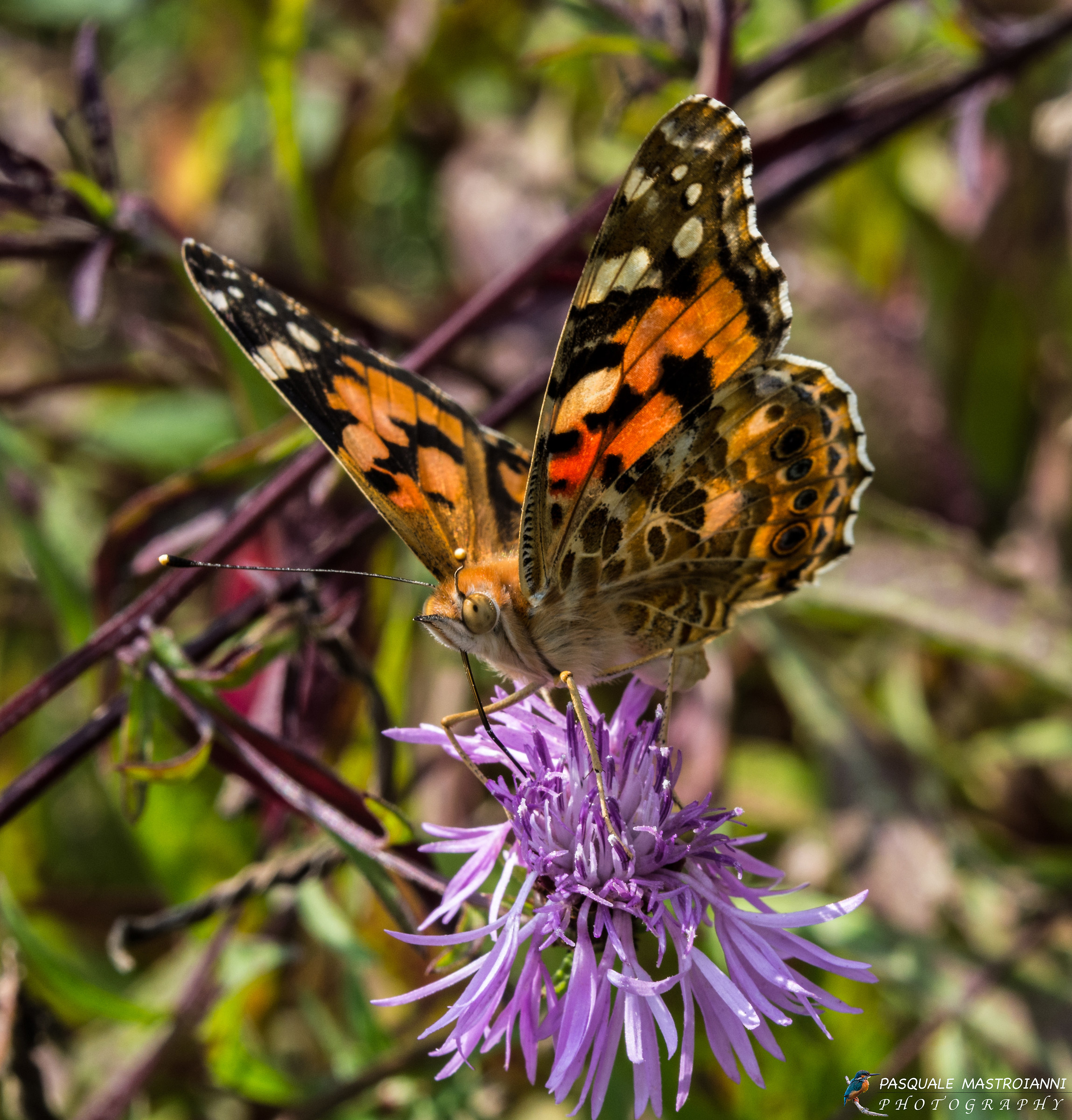 butterflies (Vanessa cardui)