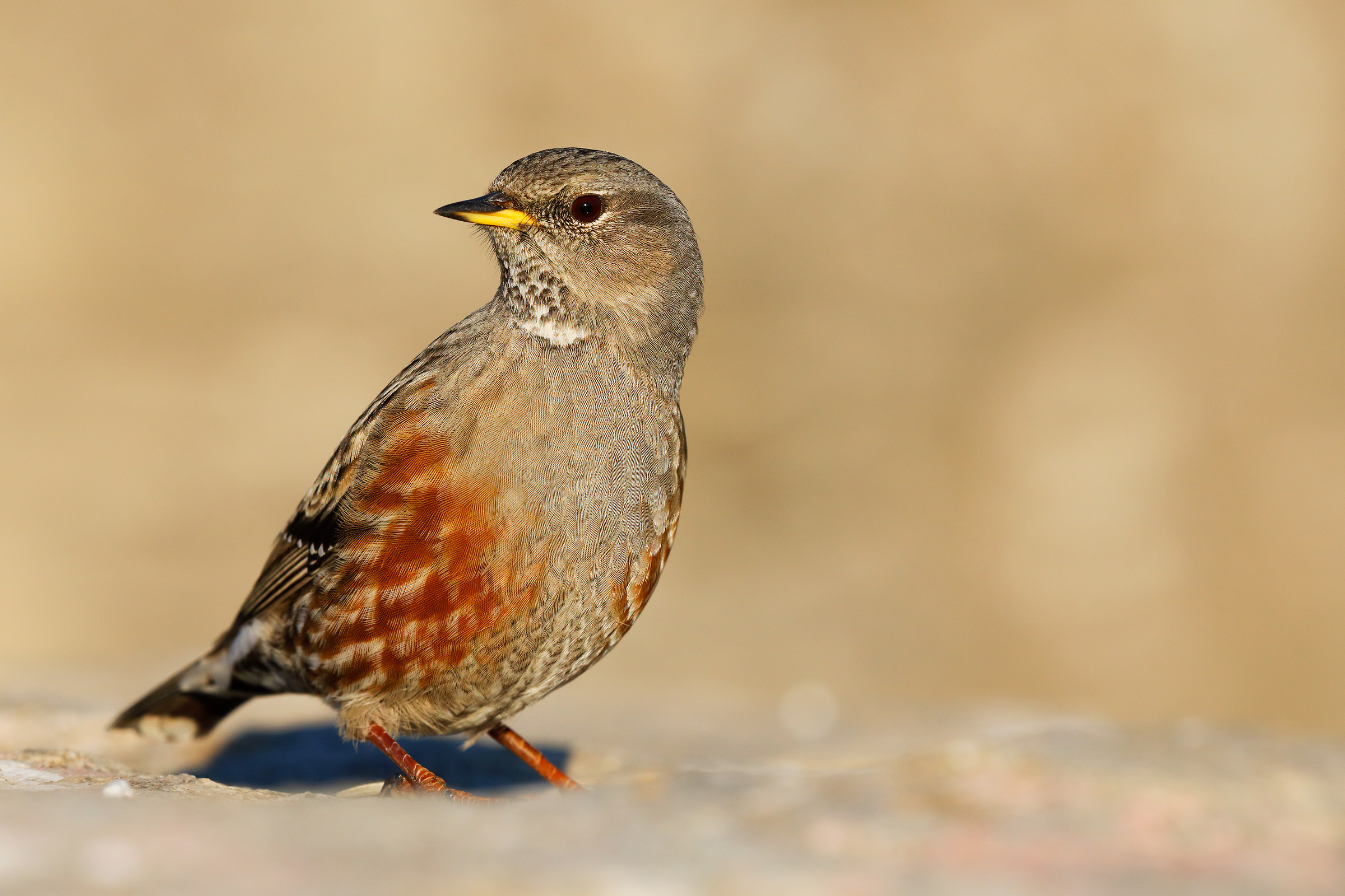 Accentor